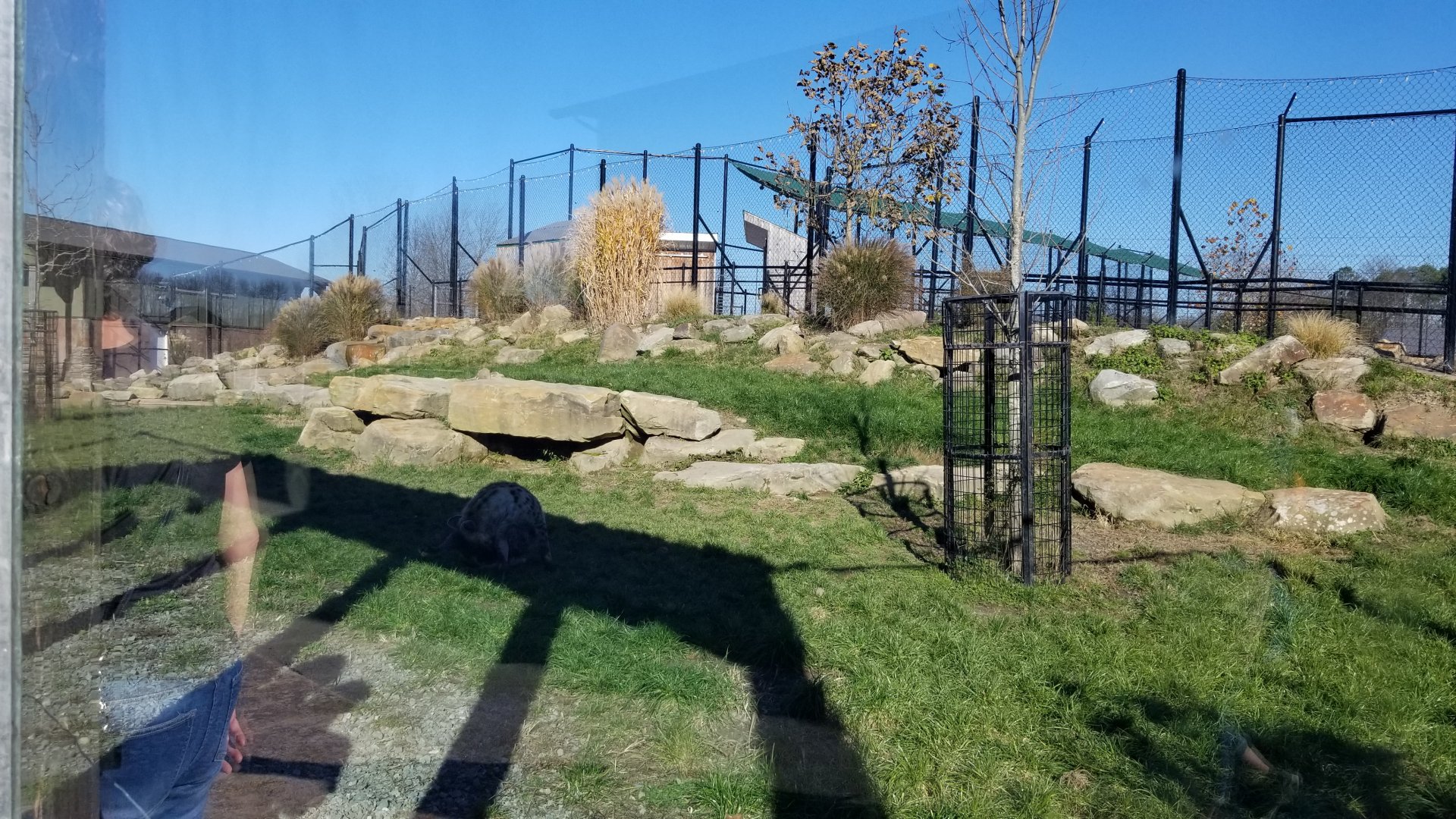 Keystone Safari - Spotted hyenas