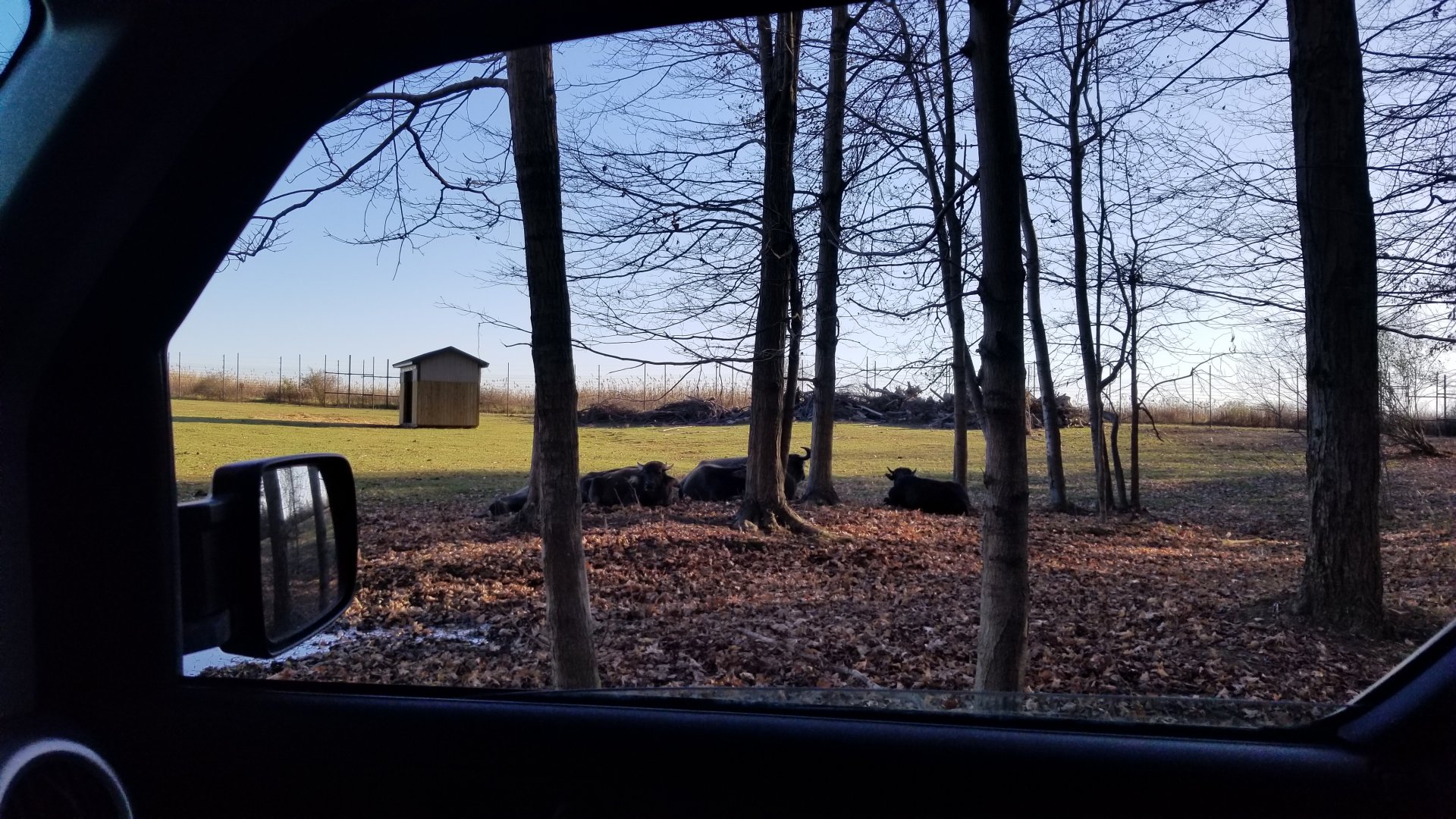 Keystone Safari - Water Buffalo