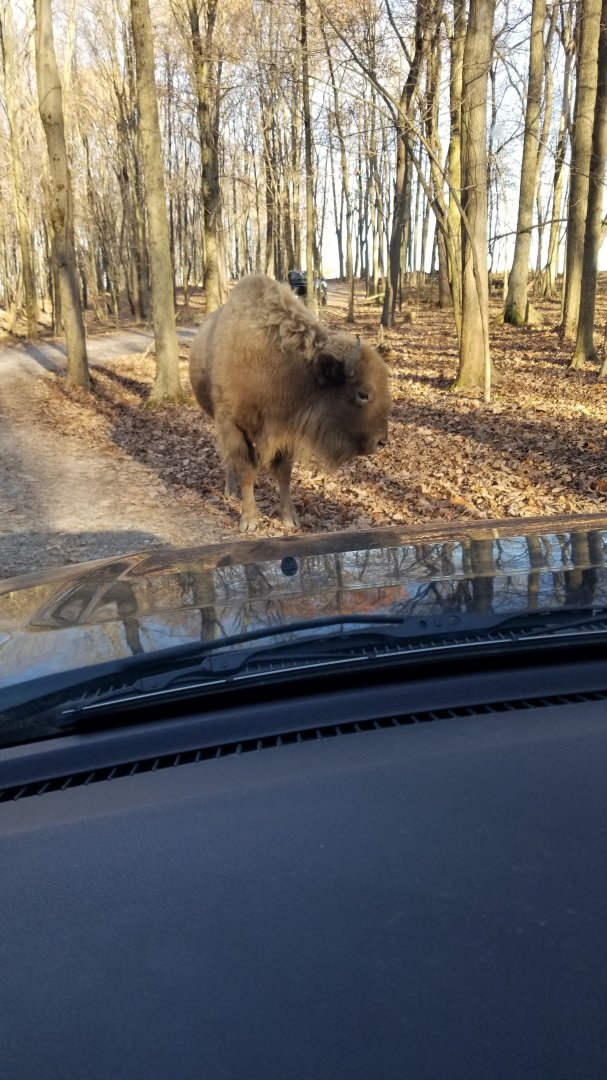 Keystone Safari - White bison