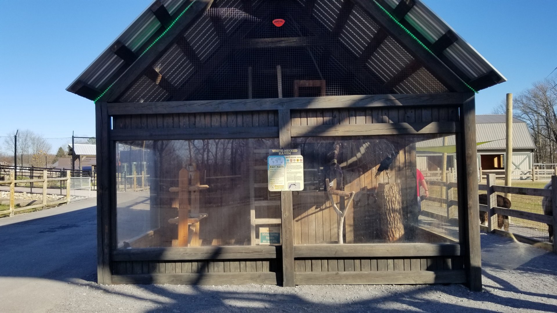 Keystone Safari - White-necked Raven