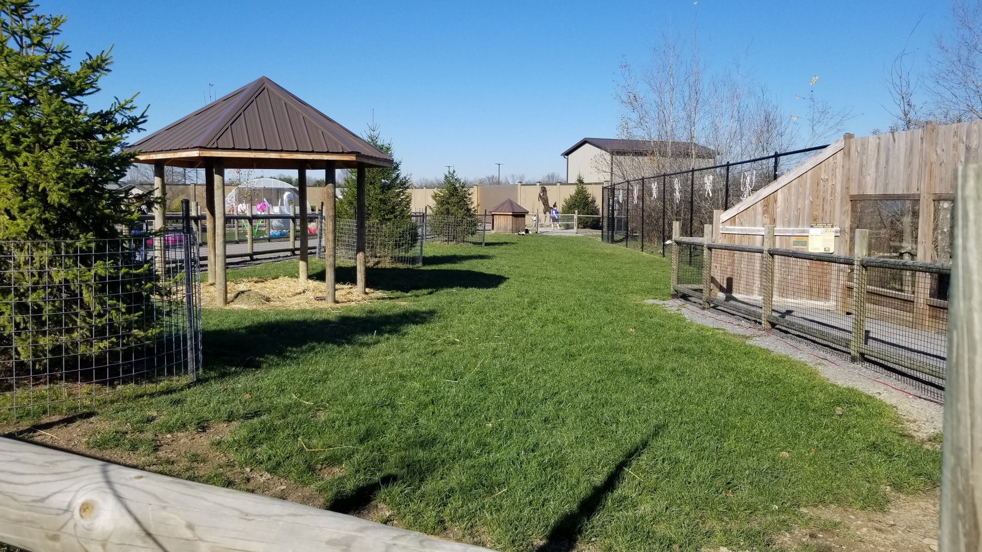 Keystone Safari - Yak calf area