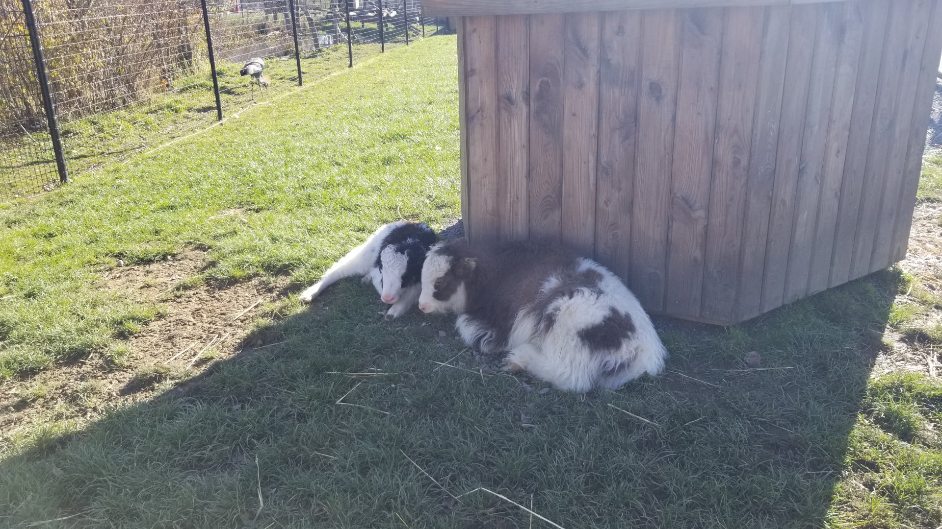 Keystone Safari - Yak calves