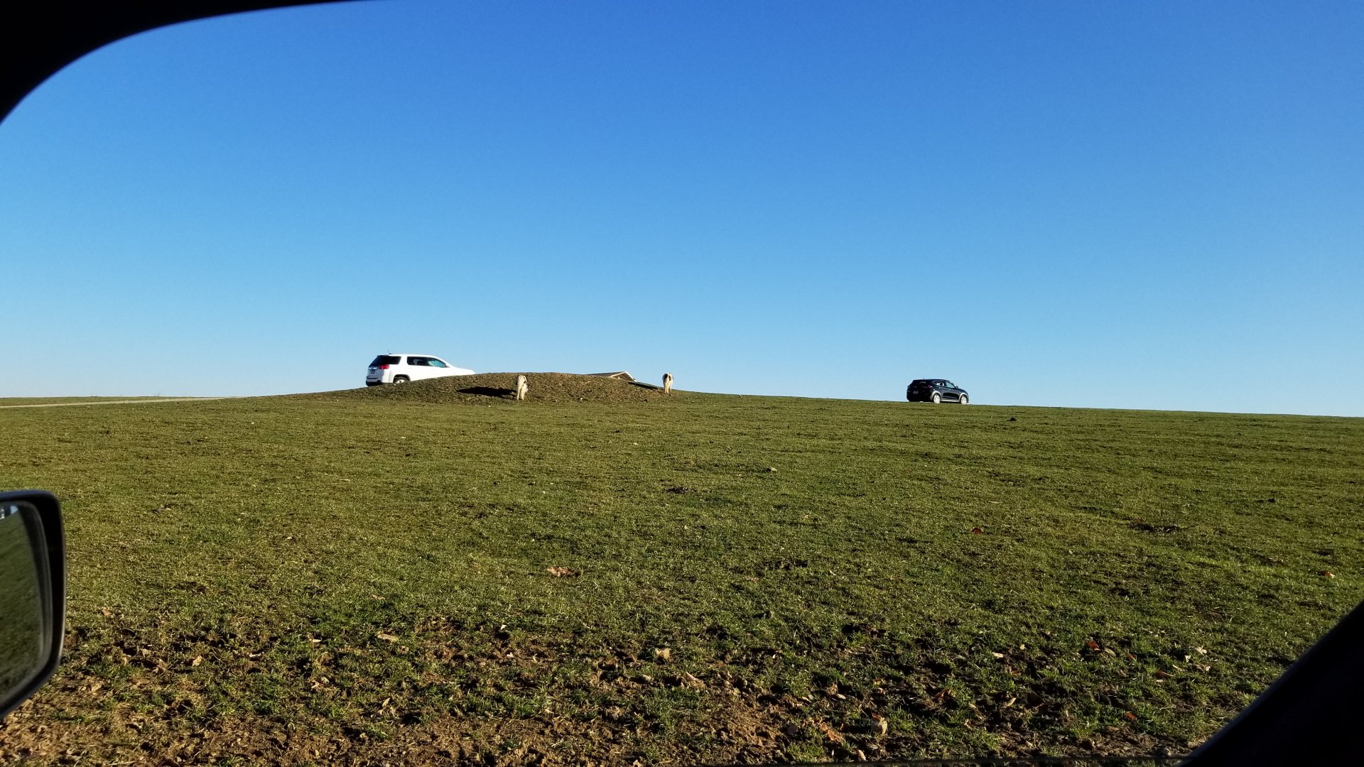 Keystone Safari - Yak