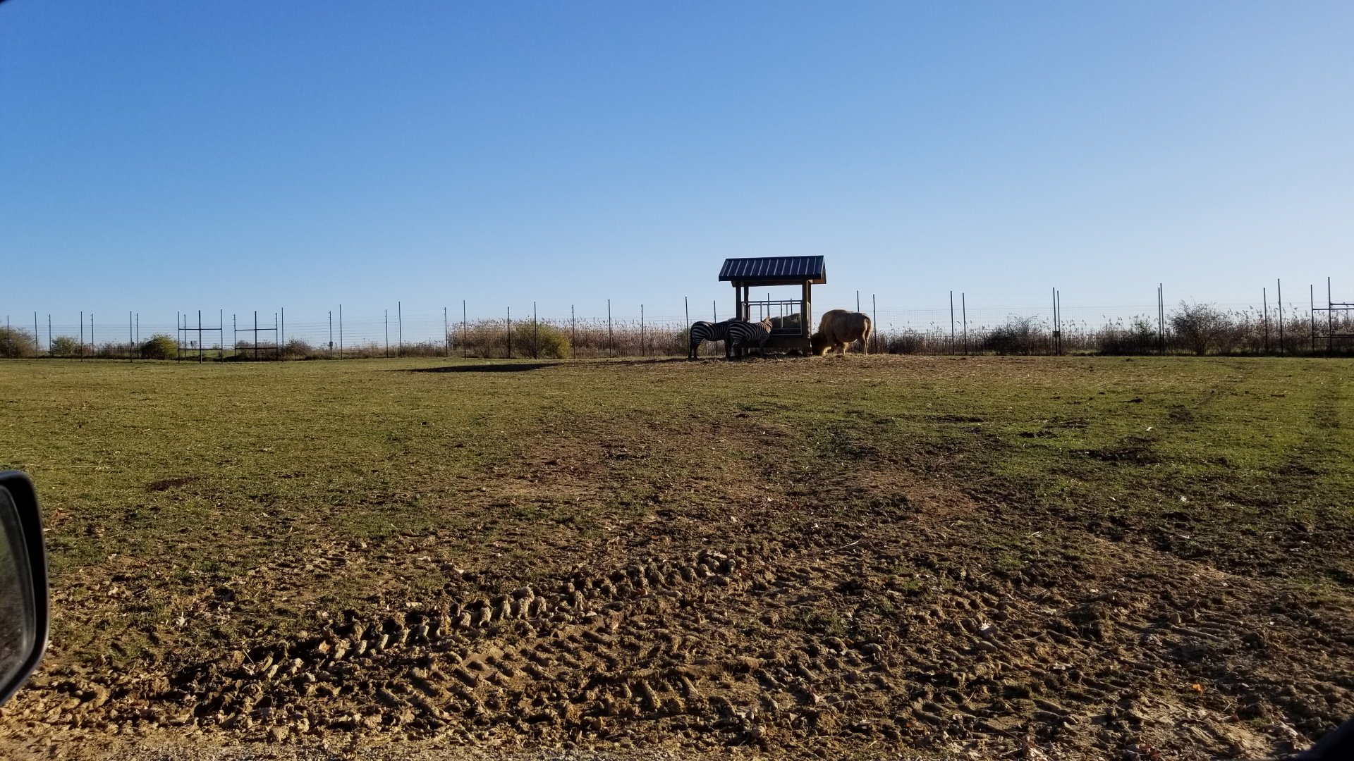 Keystone Safari - Zebra, bison