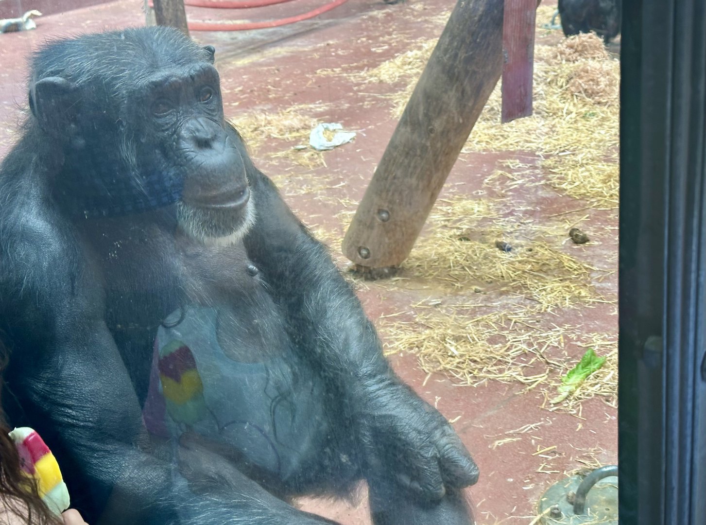 Keza (Common Chimpanzee)