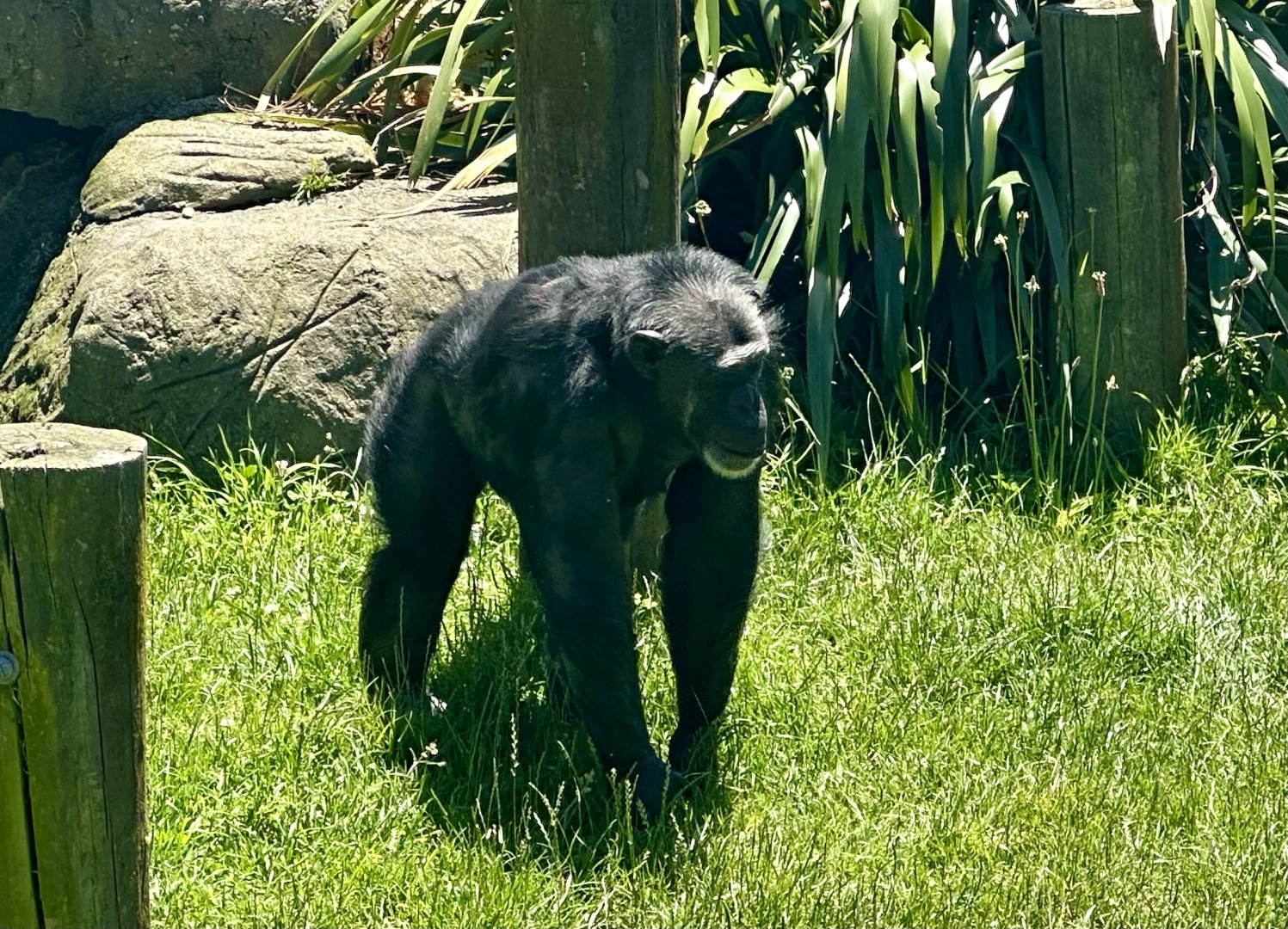 Keza (Common Chimpanzee)