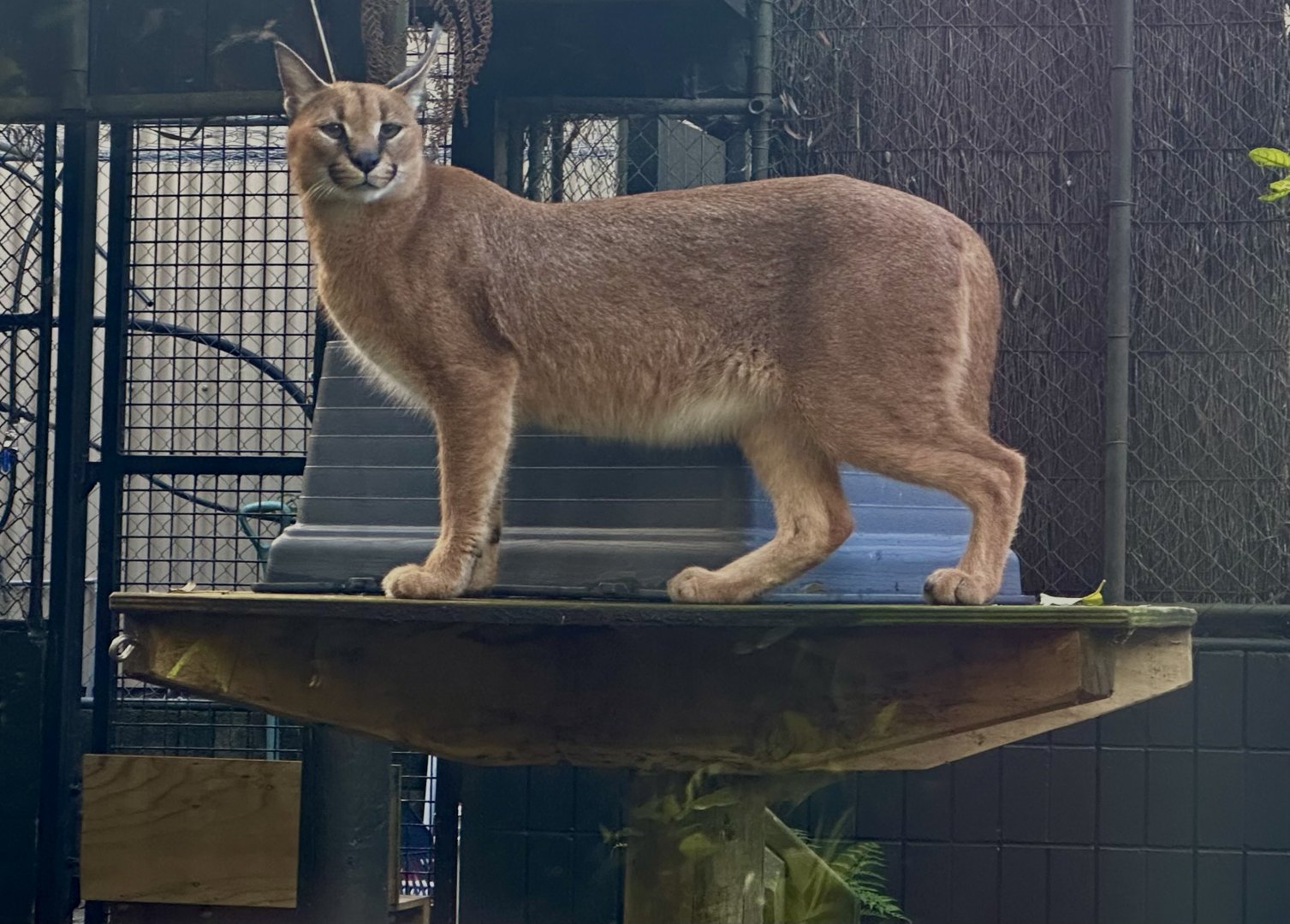 Khafre (Caracal)