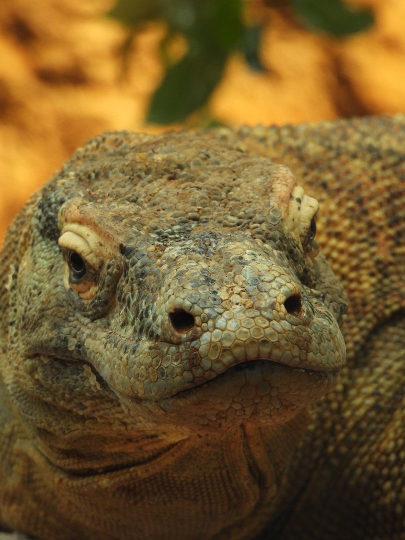Khaleesi, Komodo Dragon- 10th July 2023