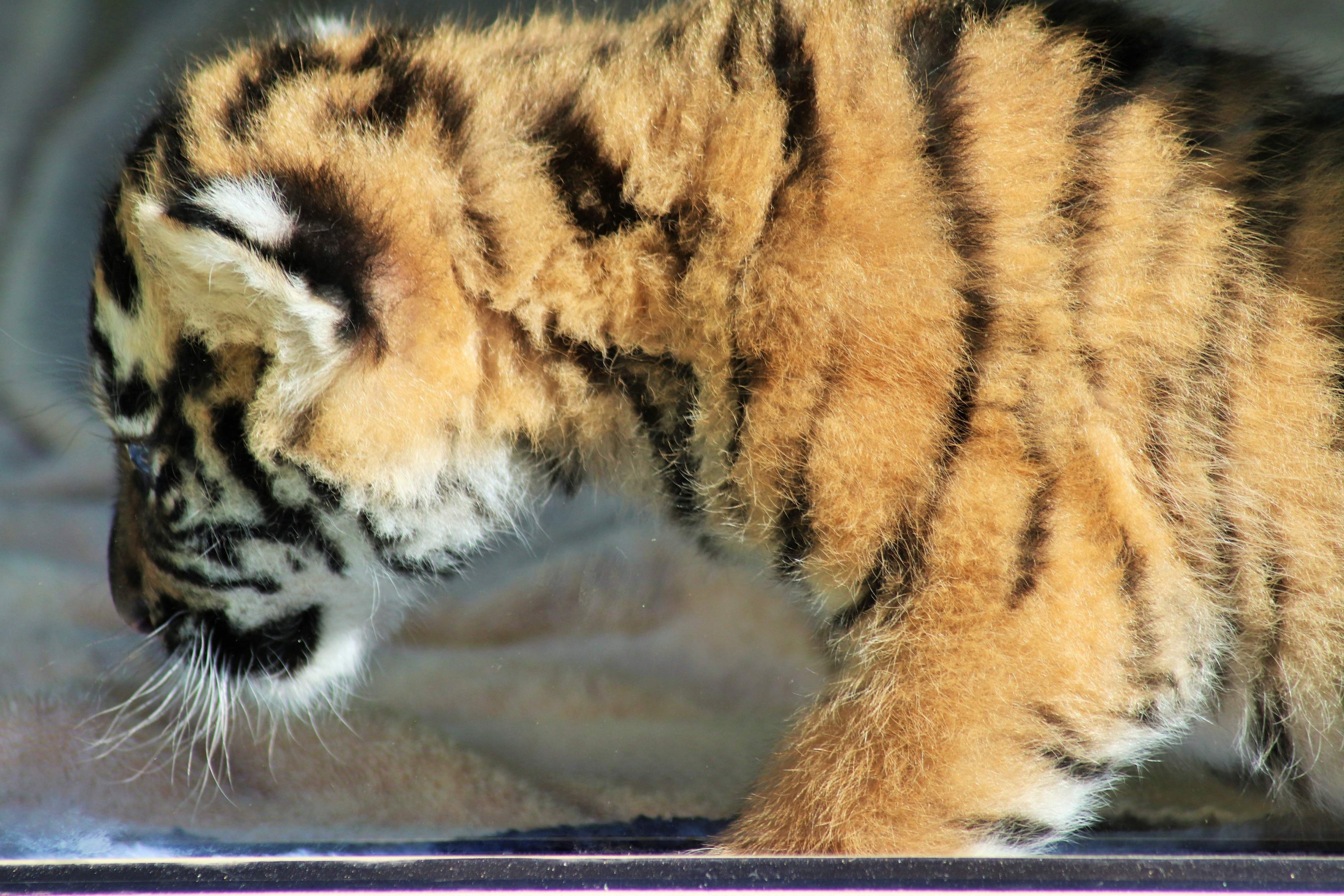 'Khan' - Hybrid Tiger Cub (Panthera tigris)