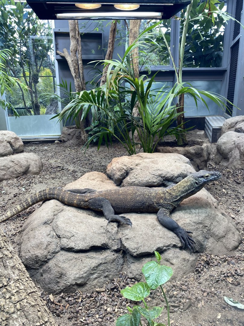 Khan - Komodo Dragon