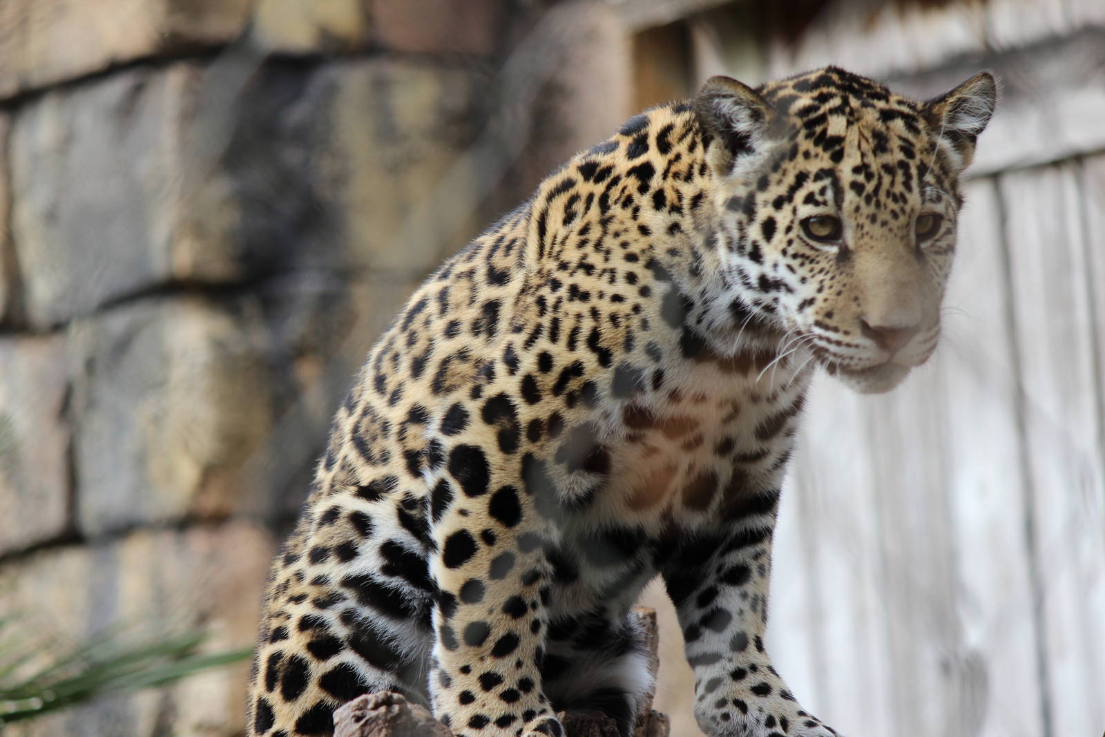 Khan the Jaguar Cub