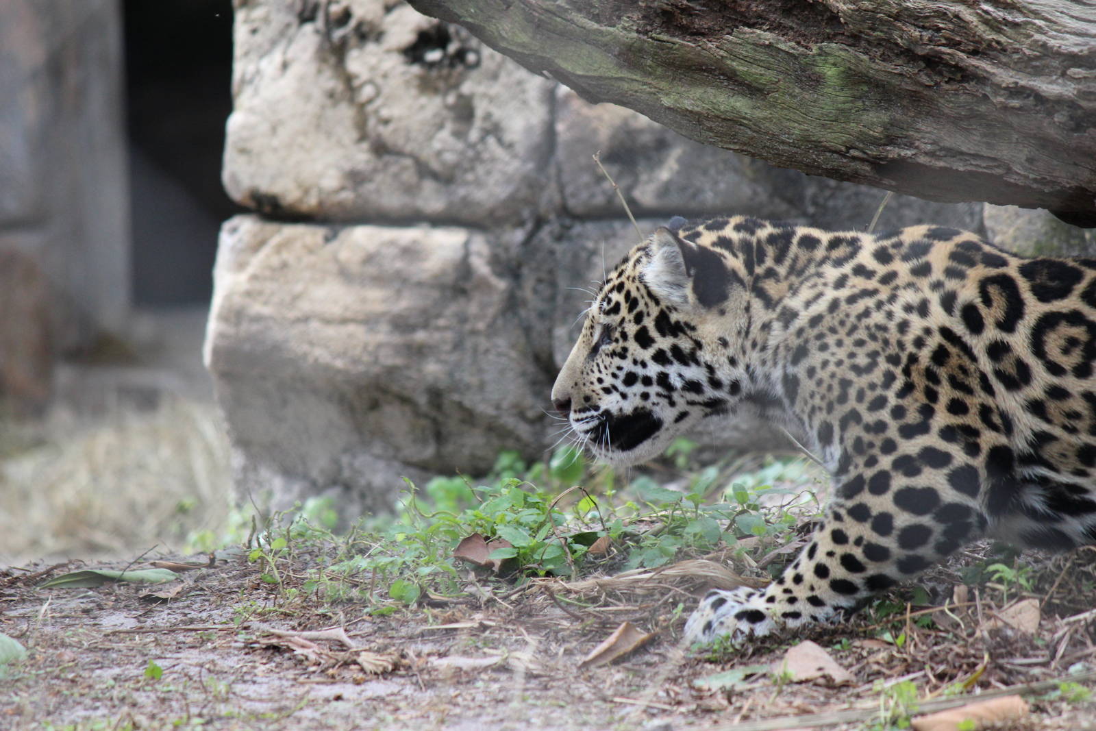 Khan the Jaguar Cub