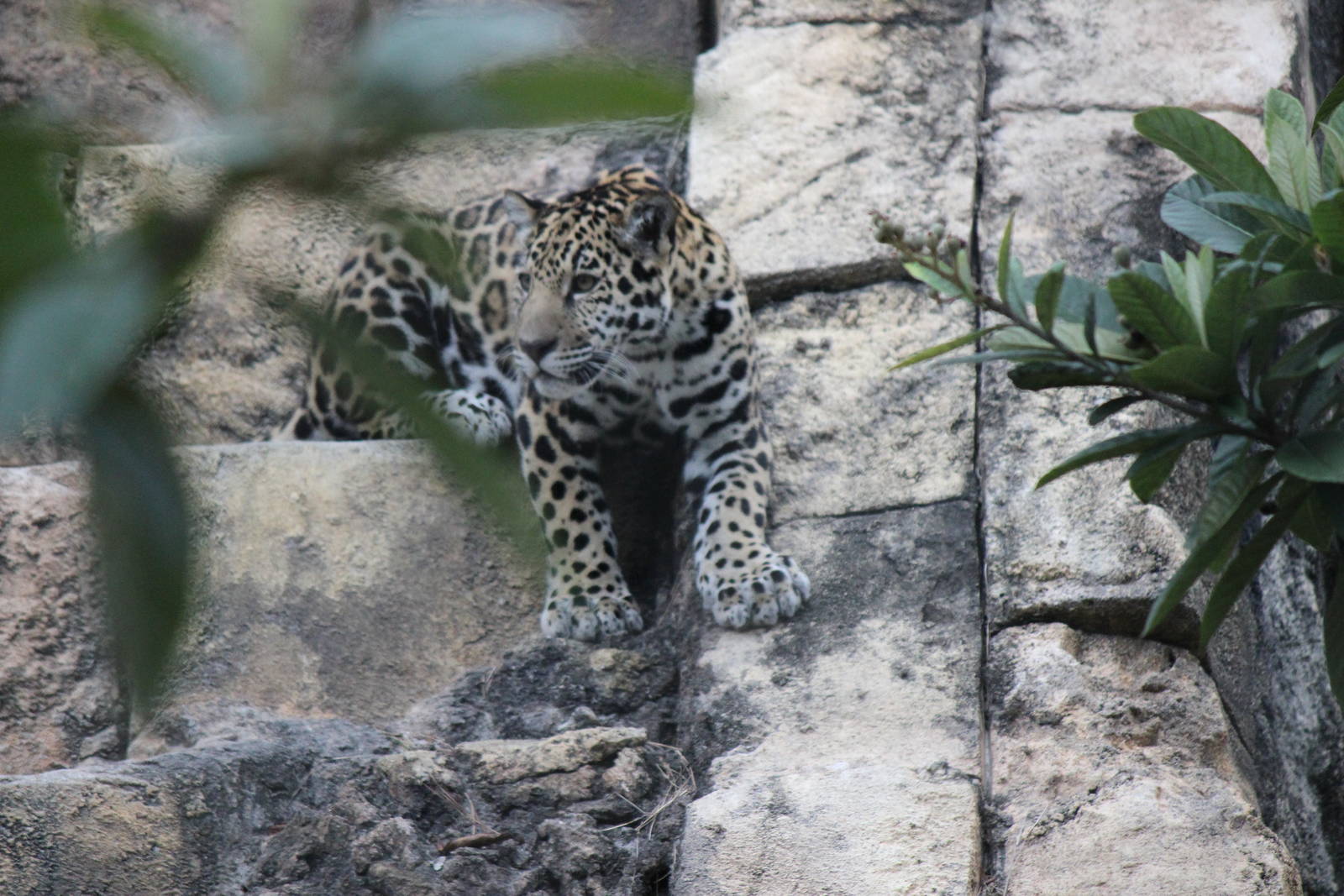 Khan the Jaguar Cub