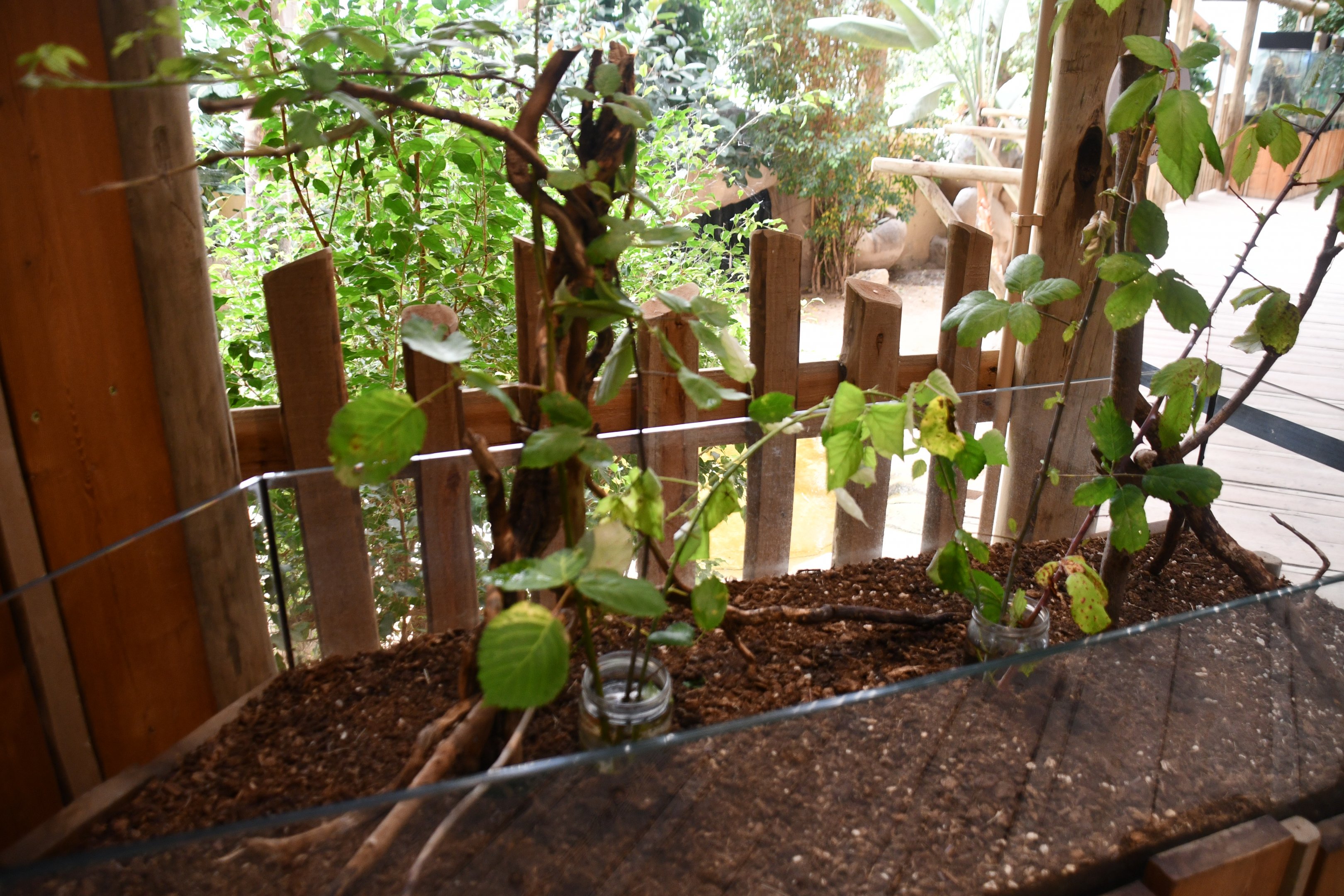 Khao Stick Insect (Phaenopharos khaoyaiensis) exhibit (House of Giants)