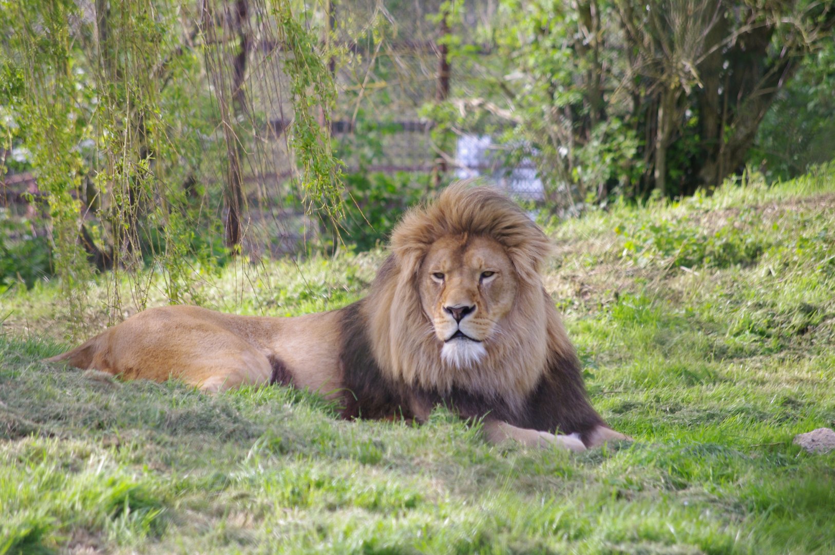 Khari- African Lion- 12/4/2024