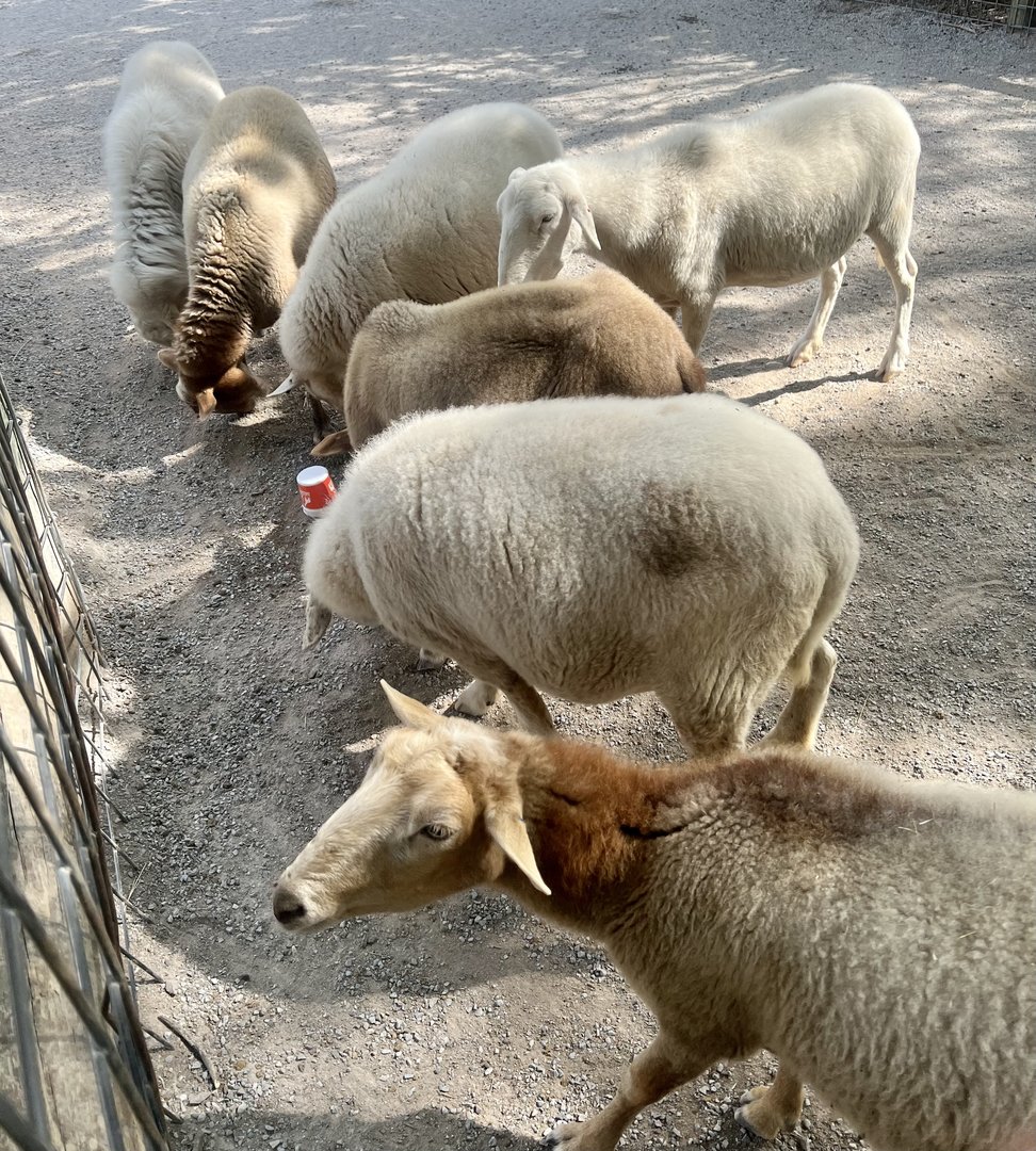 Khatadin Sheep