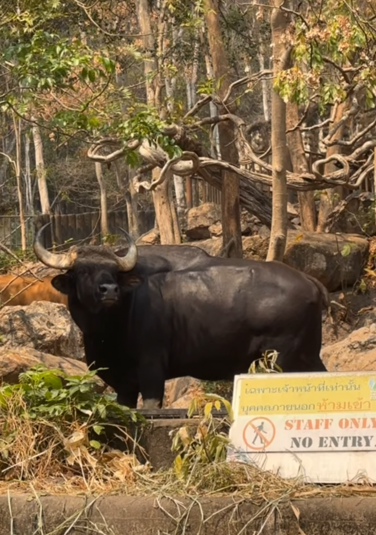 Khayin the hubbacki guar