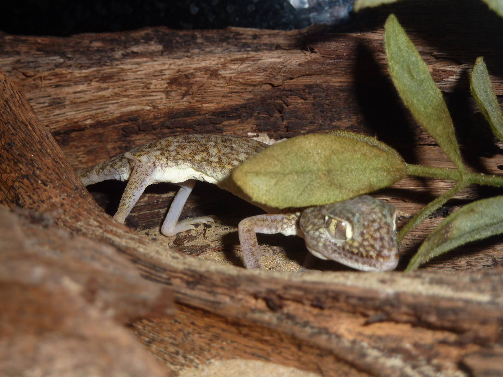 Khobar ground gecko