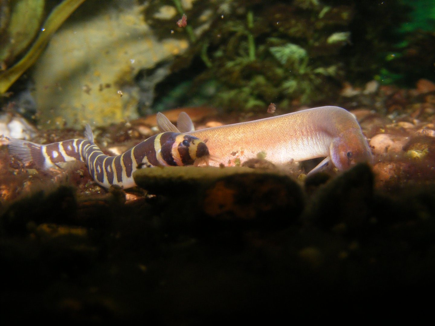 Khuli Loaches