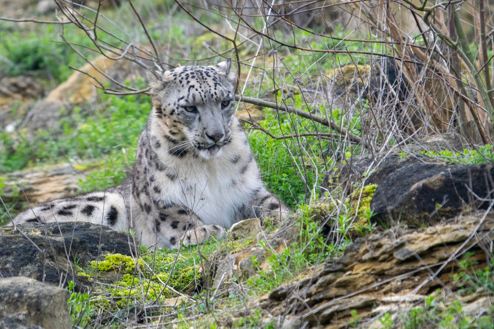 Khumbu - Snow Leopard