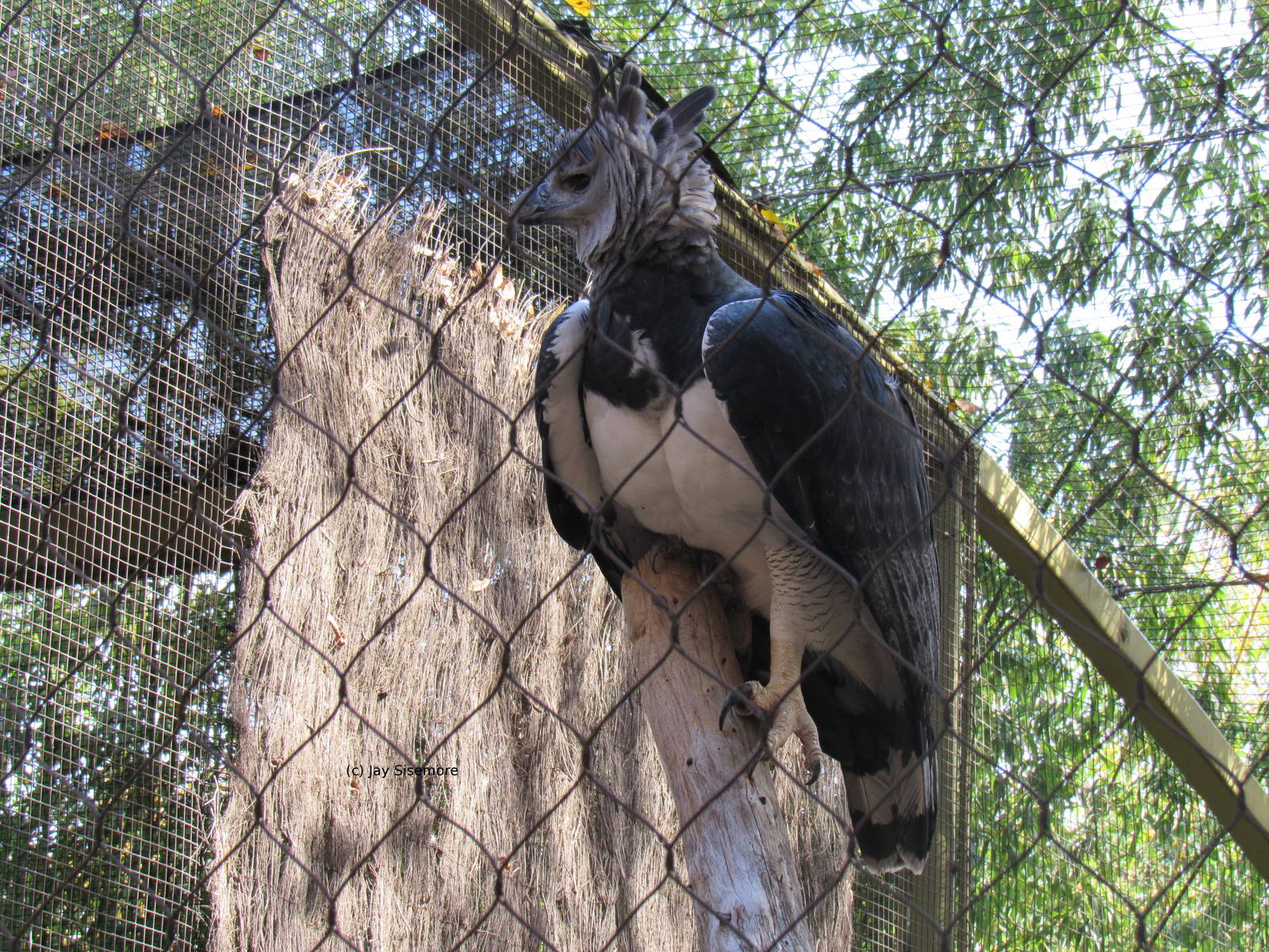 Kia is a Teenager Now