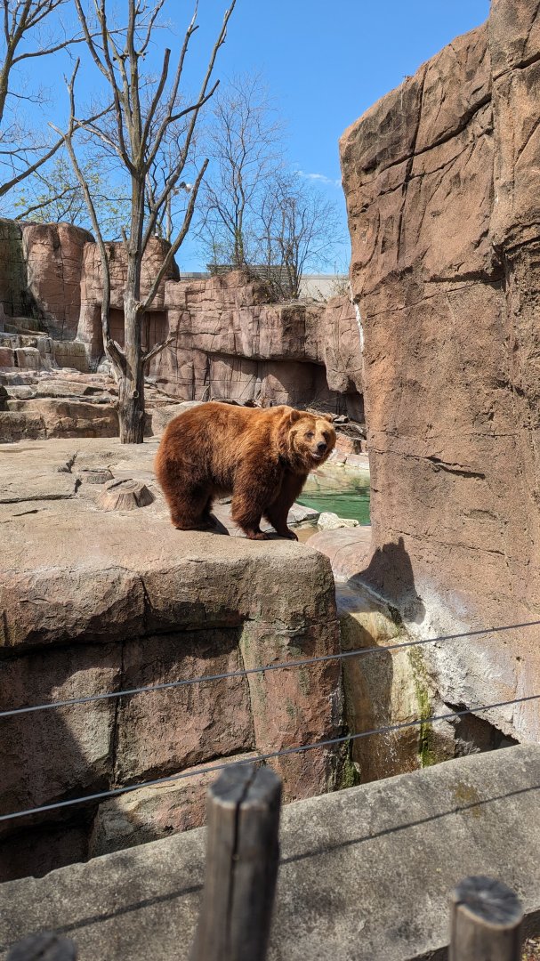 Kiak the brown bear (April 7, 2024)