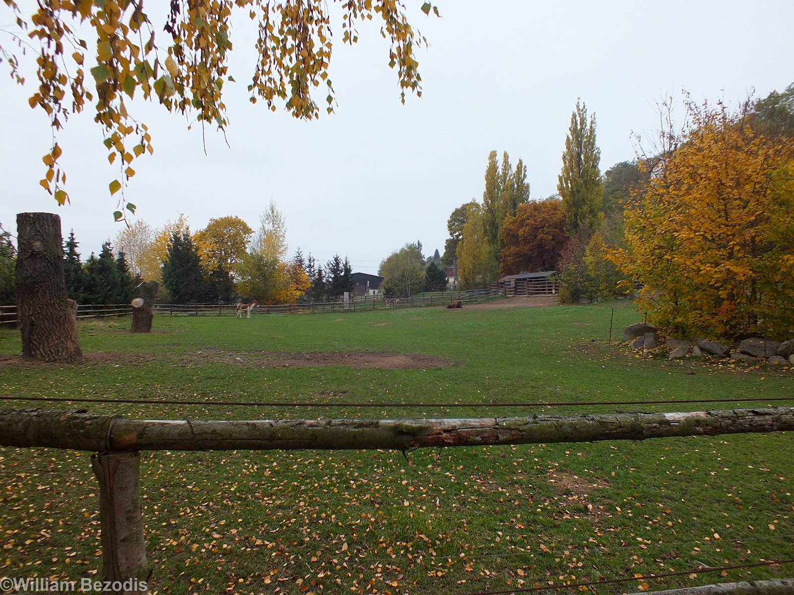 Kiang and European Bison Enclosure