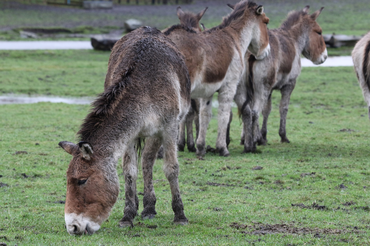 Kiang at Knowsley Safari 23rd December 2020