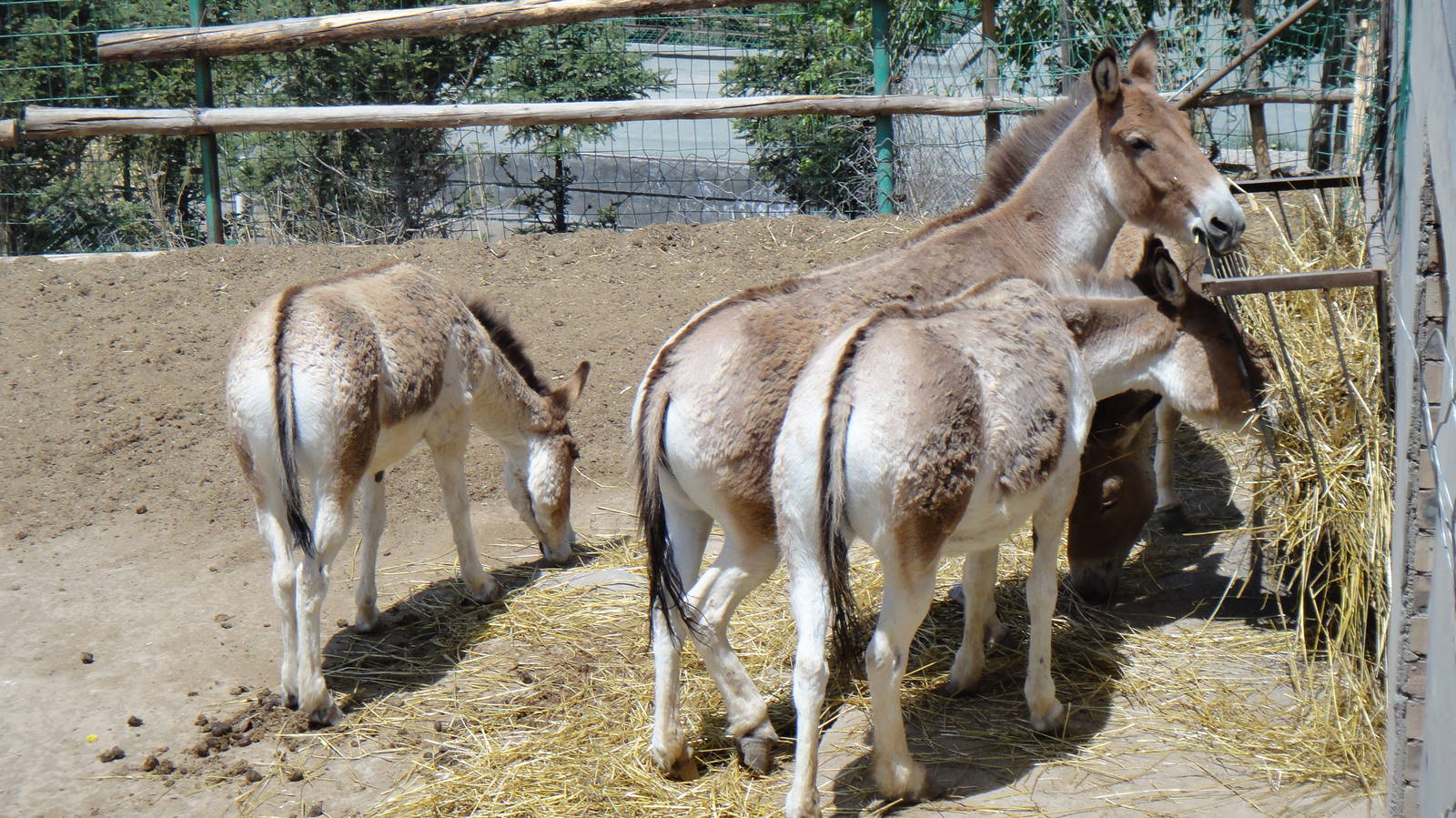 Kiang at Qinghai-Tibet Plateau Wildlife zoo 2014-5-15