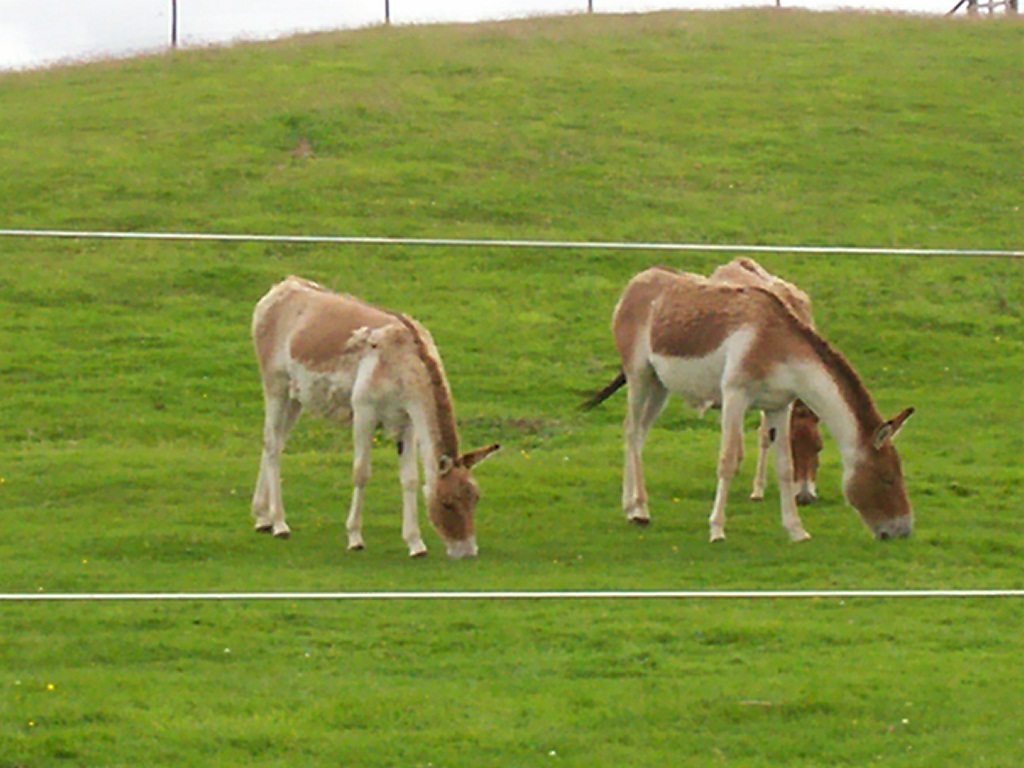 kiang at the highland wildlife park