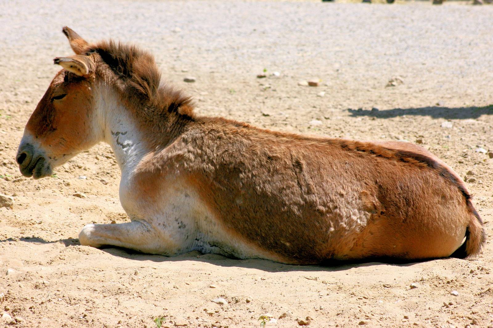 Kiang; Berlin Tierpark; 7th June 2014