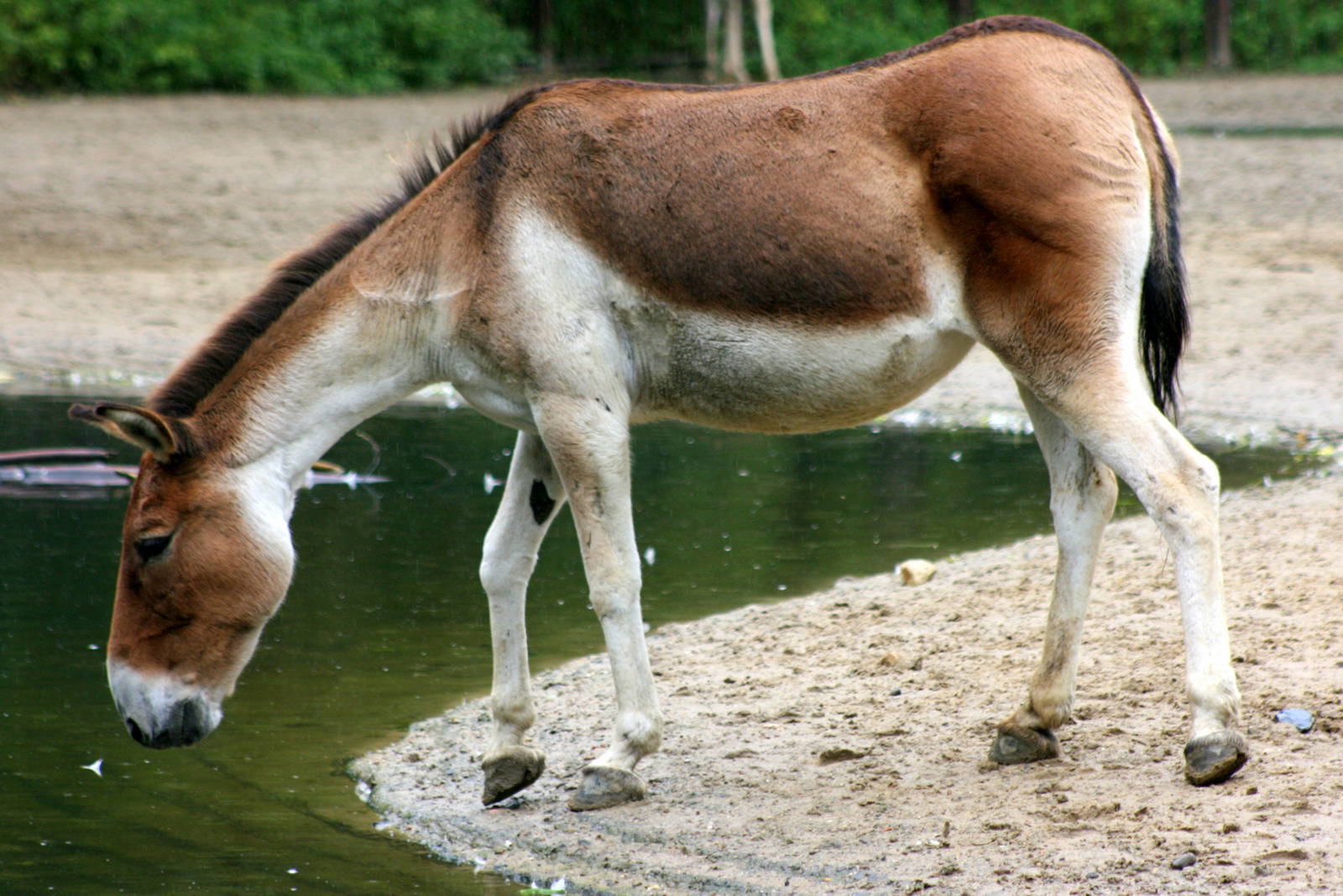 Kiang; Berlin Tierpark; 9th September 2011
