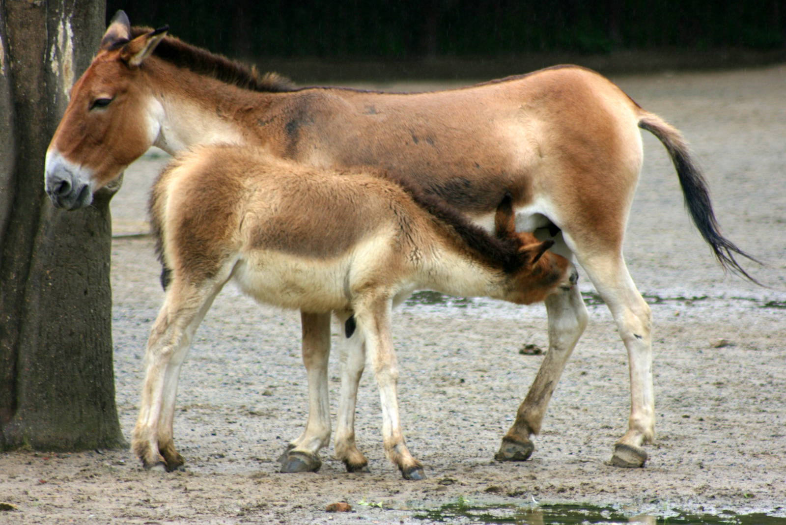 Kiang; Berlin Tierpark; 9th September 2011