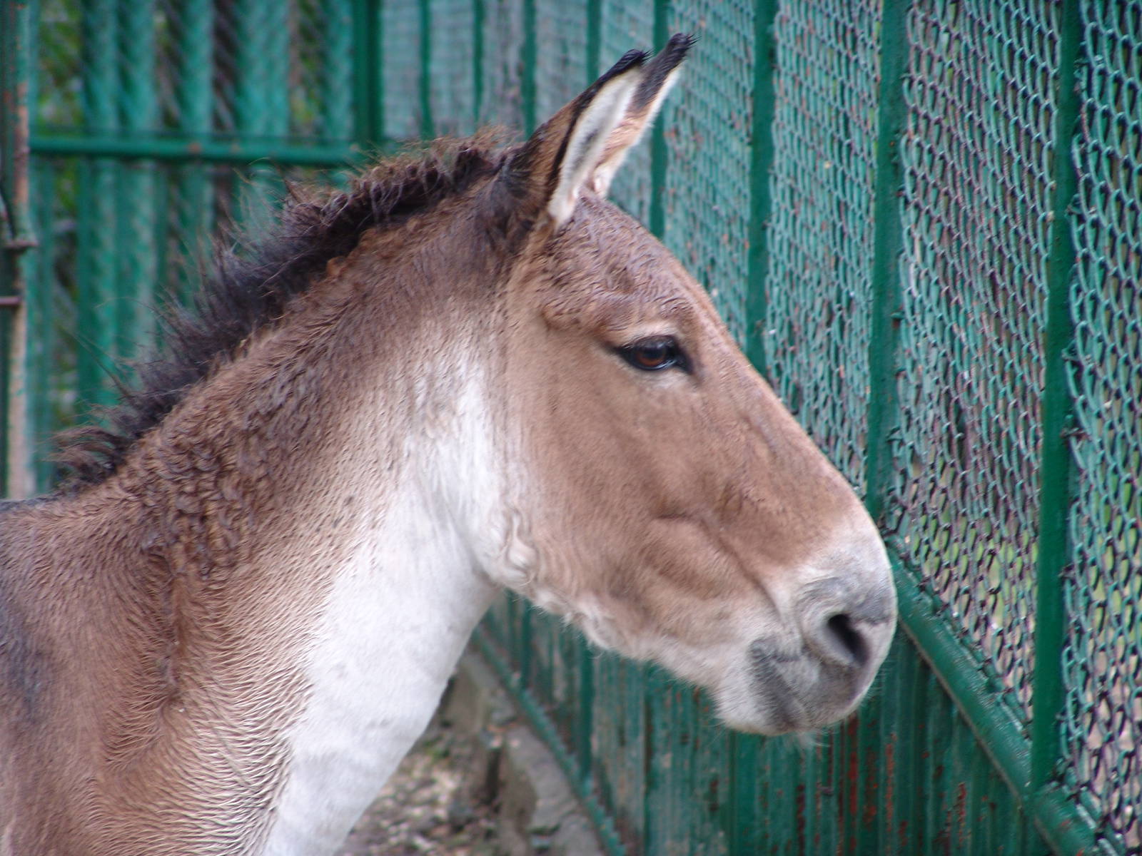Kiang (Equus kiang)