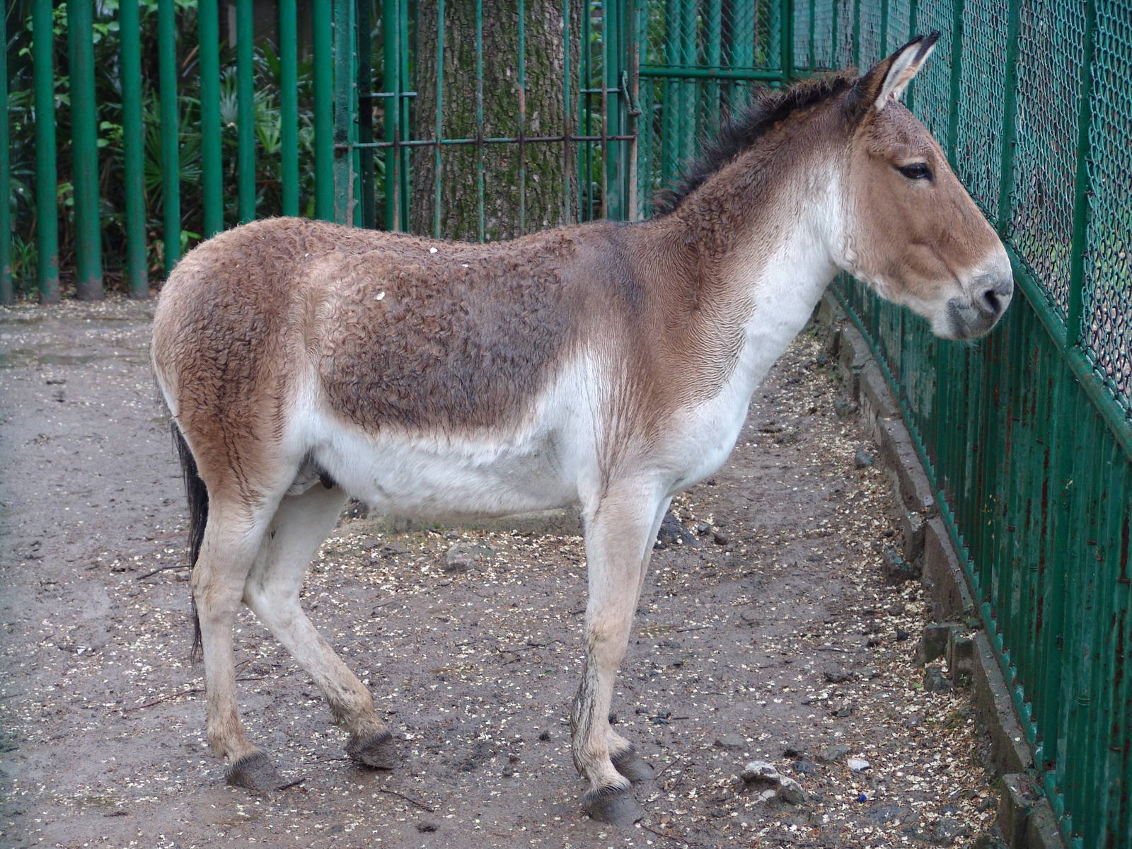 Kiang (Equus kiang)