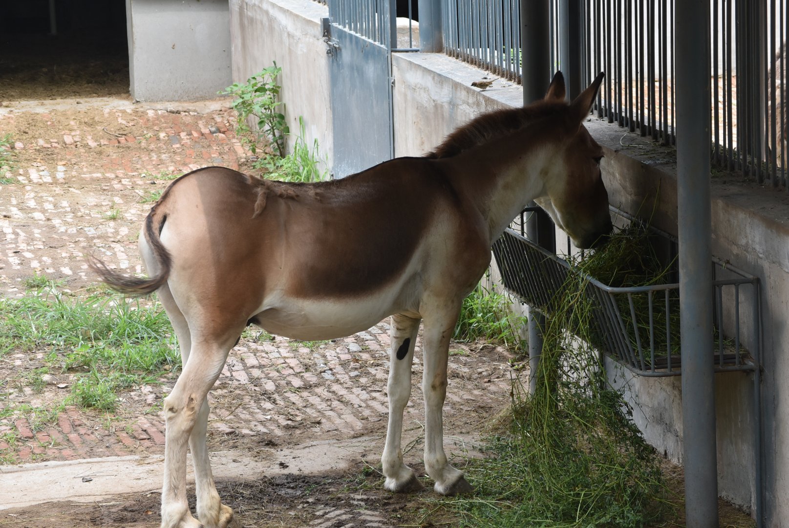 kiang (Equus kiang)