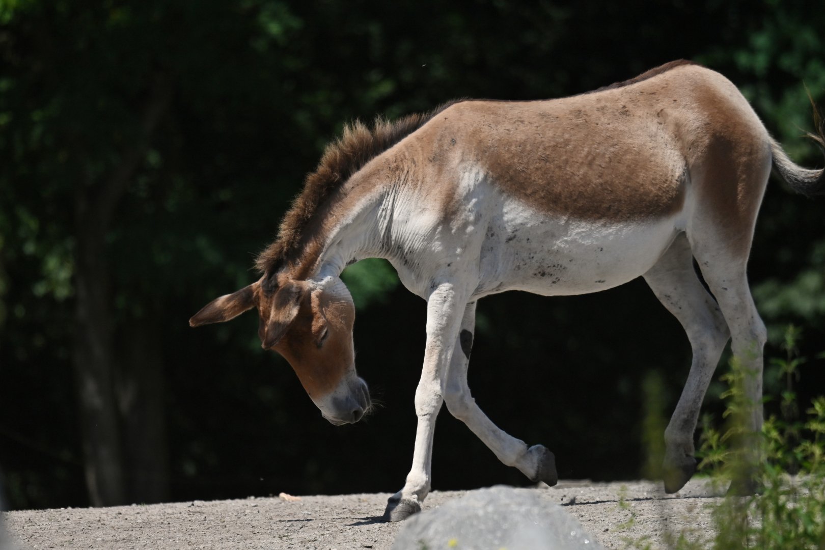 Kiang (Equus kiang)