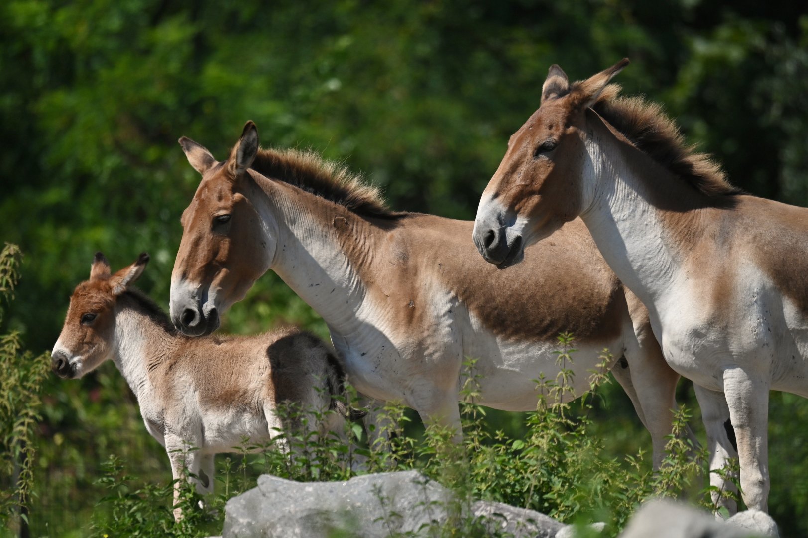 Kiang (Equus kiang)