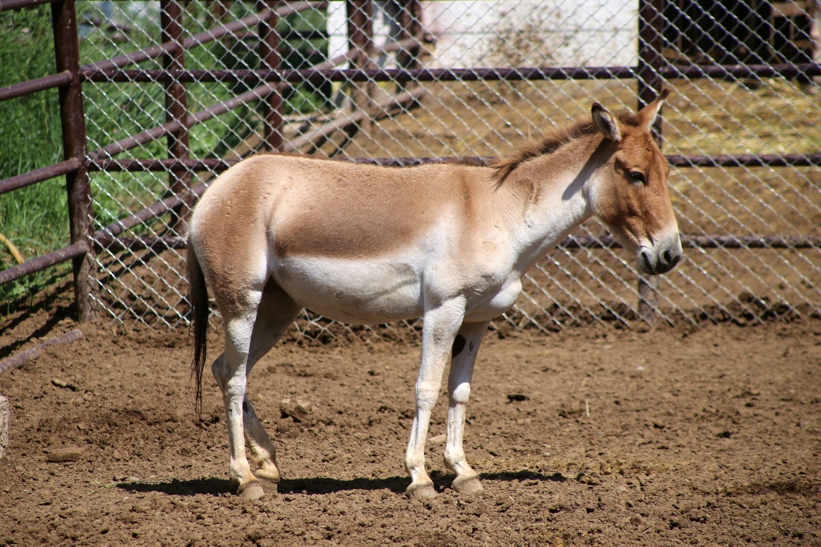Kiang (Equus kiang)