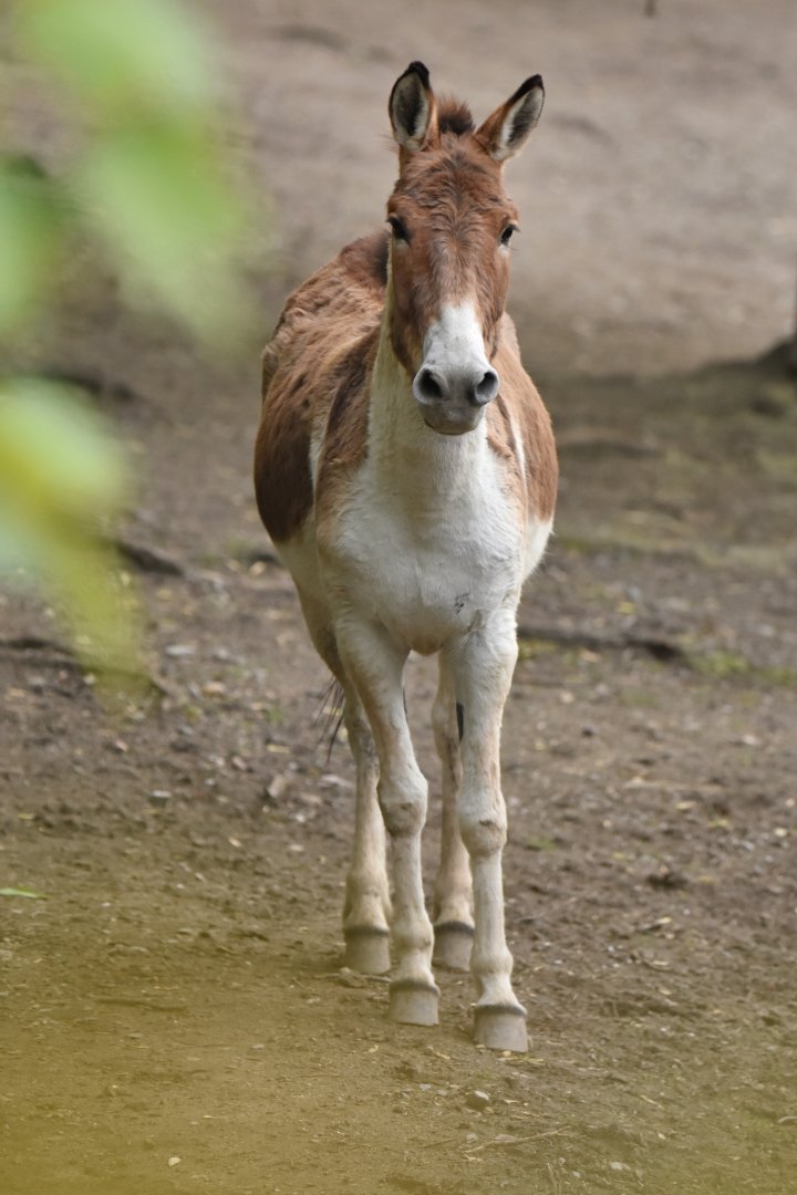 Kiang Equus kiang
