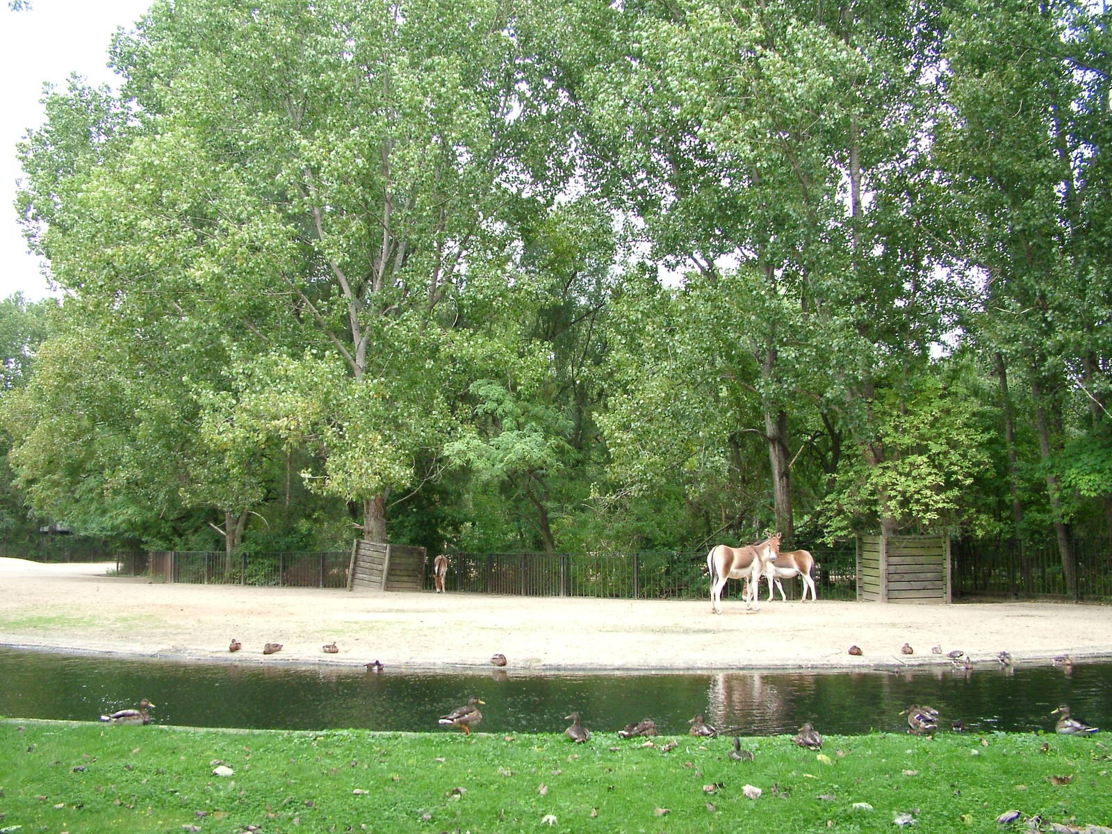 Kiang Exhibit at Tierpark Berlin, 30/08/11