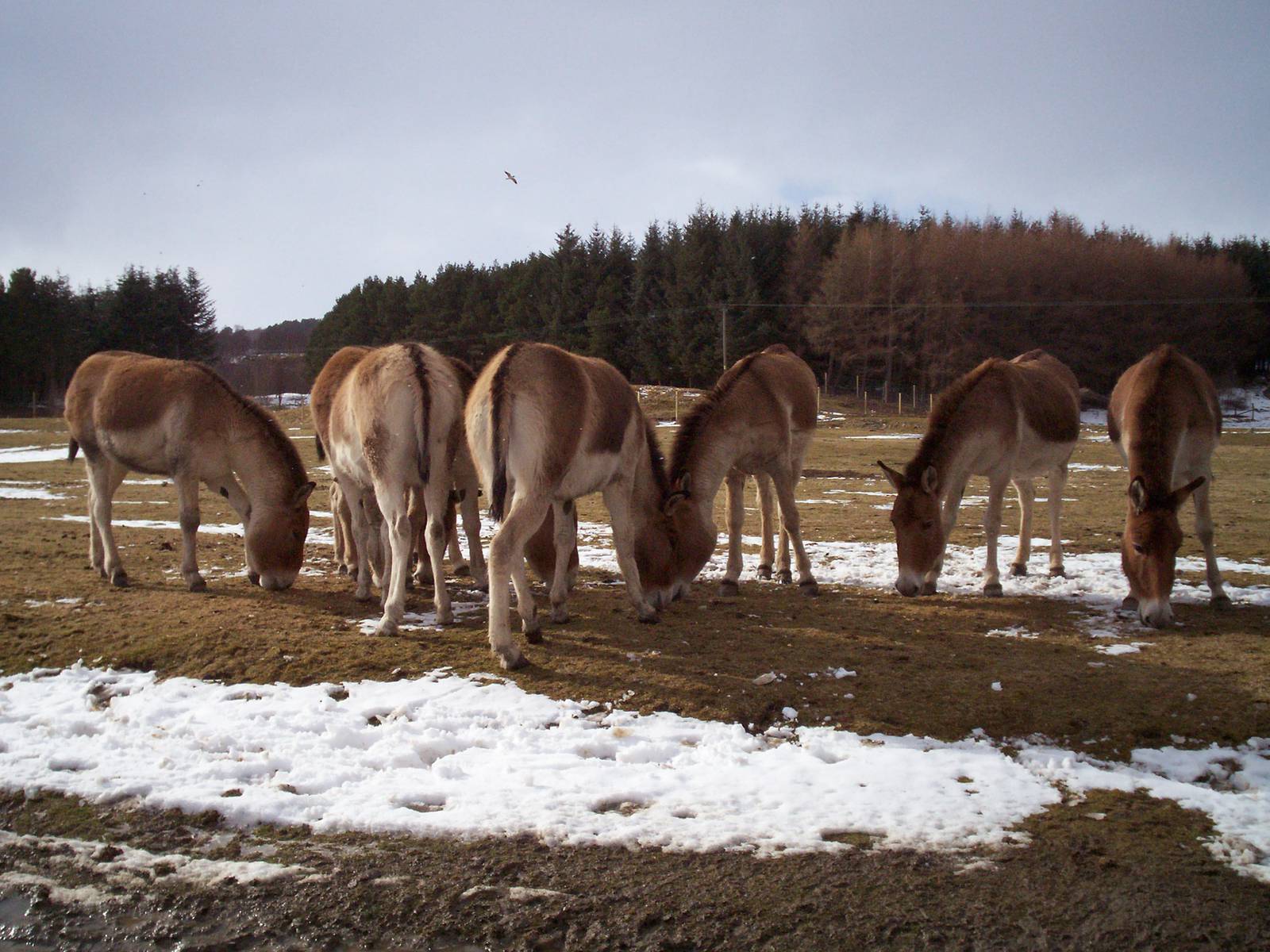 Kiang herd at HWP