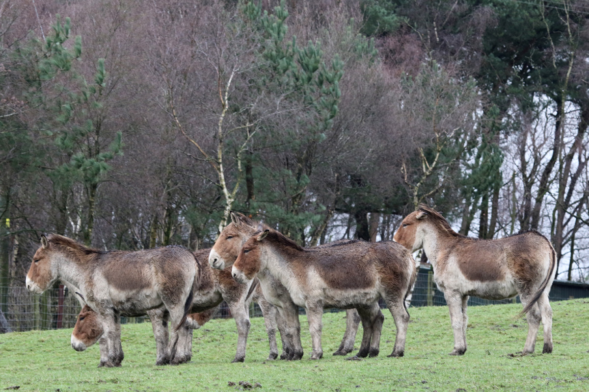 Kiang herd at Knowsley Safari 23rd December 2020
