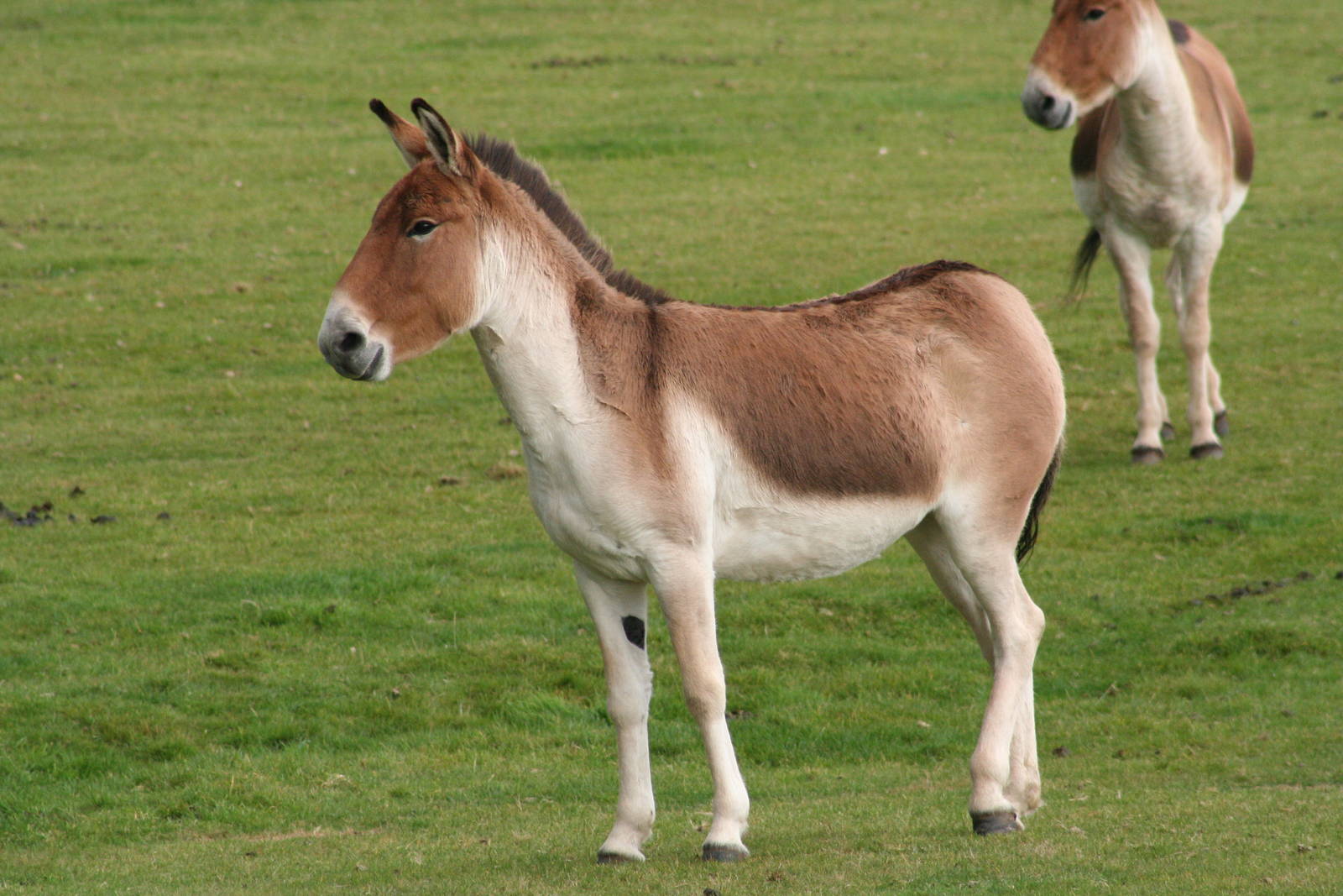 Kiang @ Highland Wildlife Park; 16.10.2014