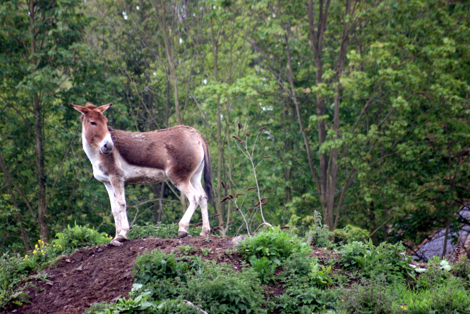 Kiang; Parc Paradisio; 13th May 2010