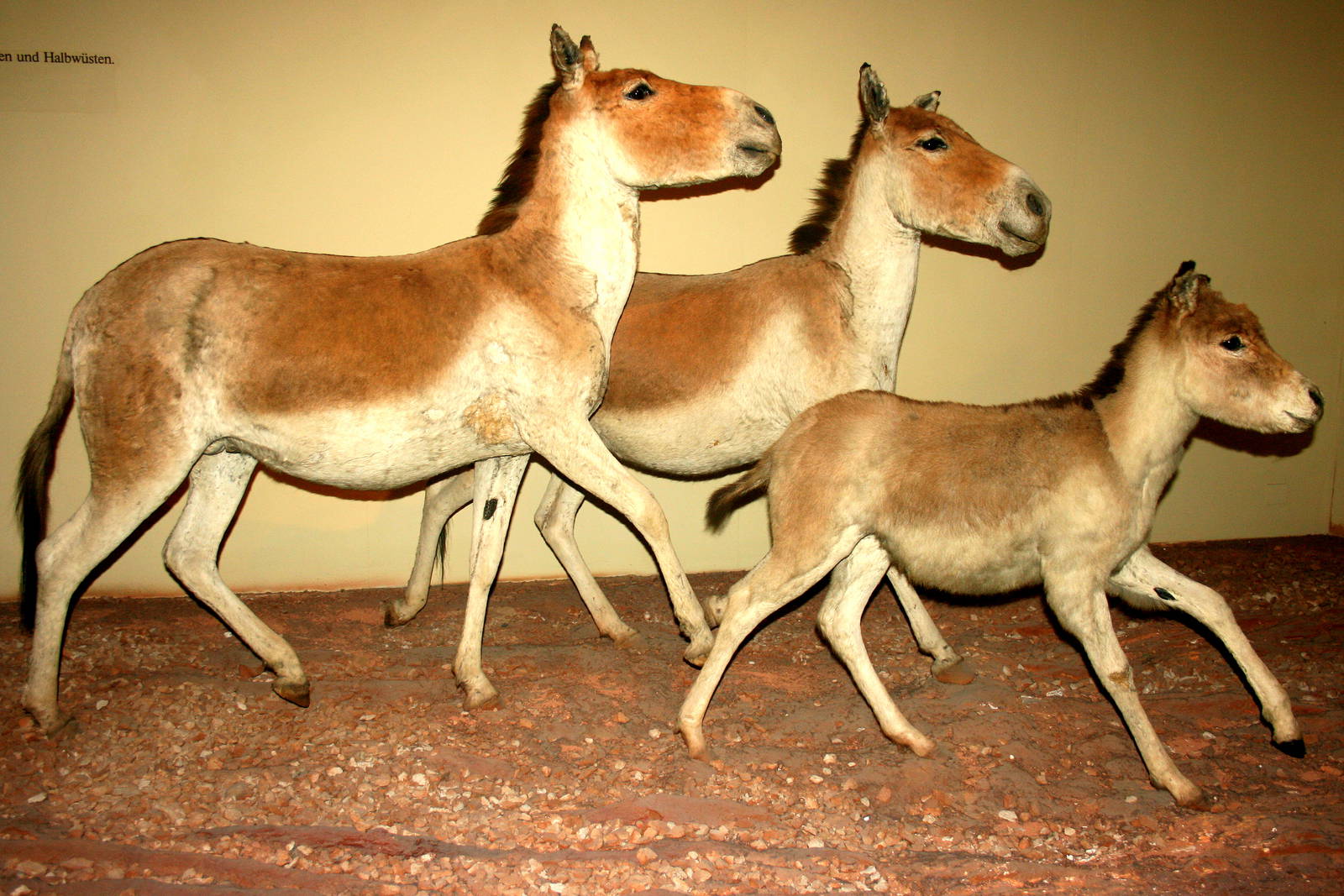 Kiang trio; Museum fur Naturekunde, Berlin; 10th September 2011