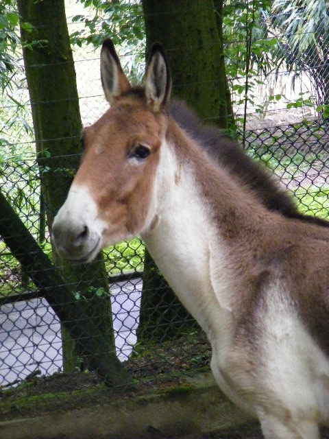 Kiang