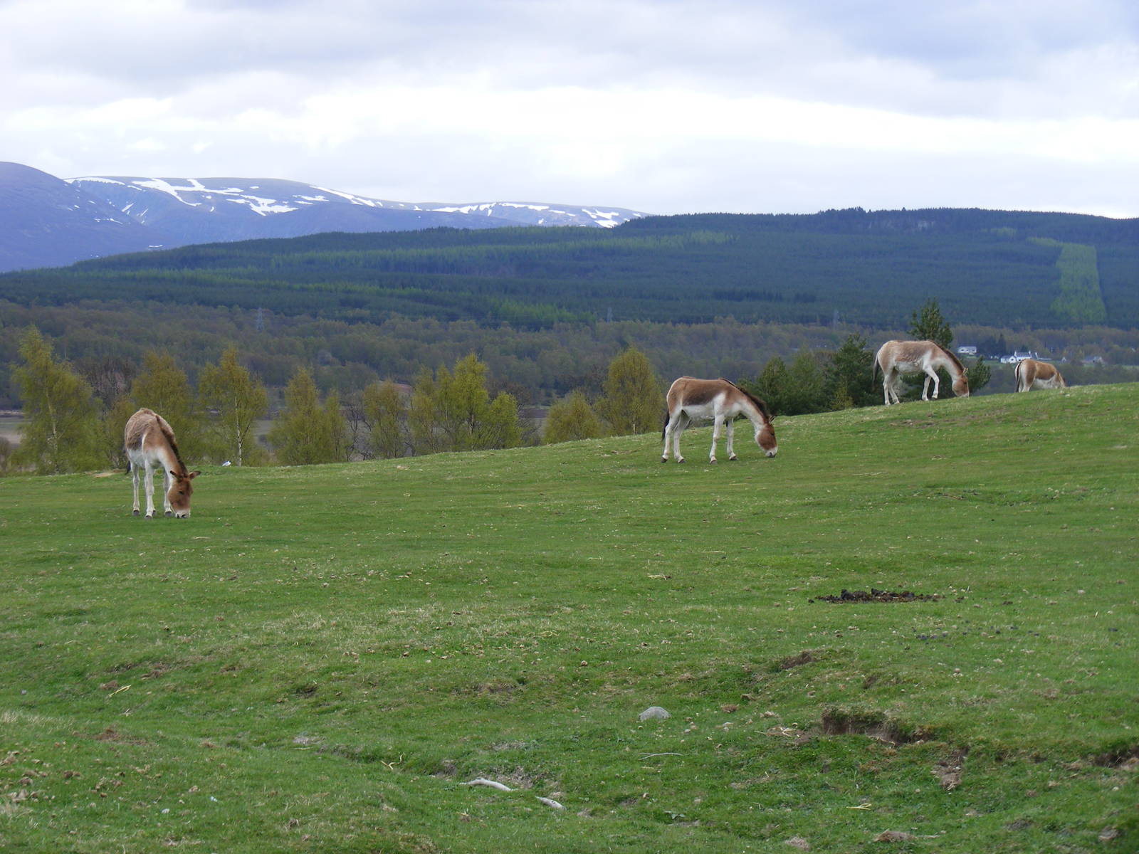 Kiangs at Highland Wildlife Park, 17 May 2010