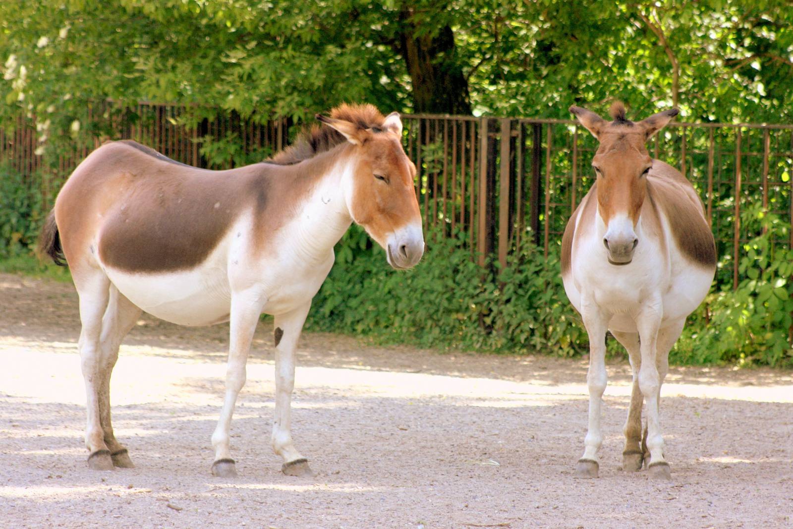 Kiangs; Berlin Tierpark; 7th June 2014