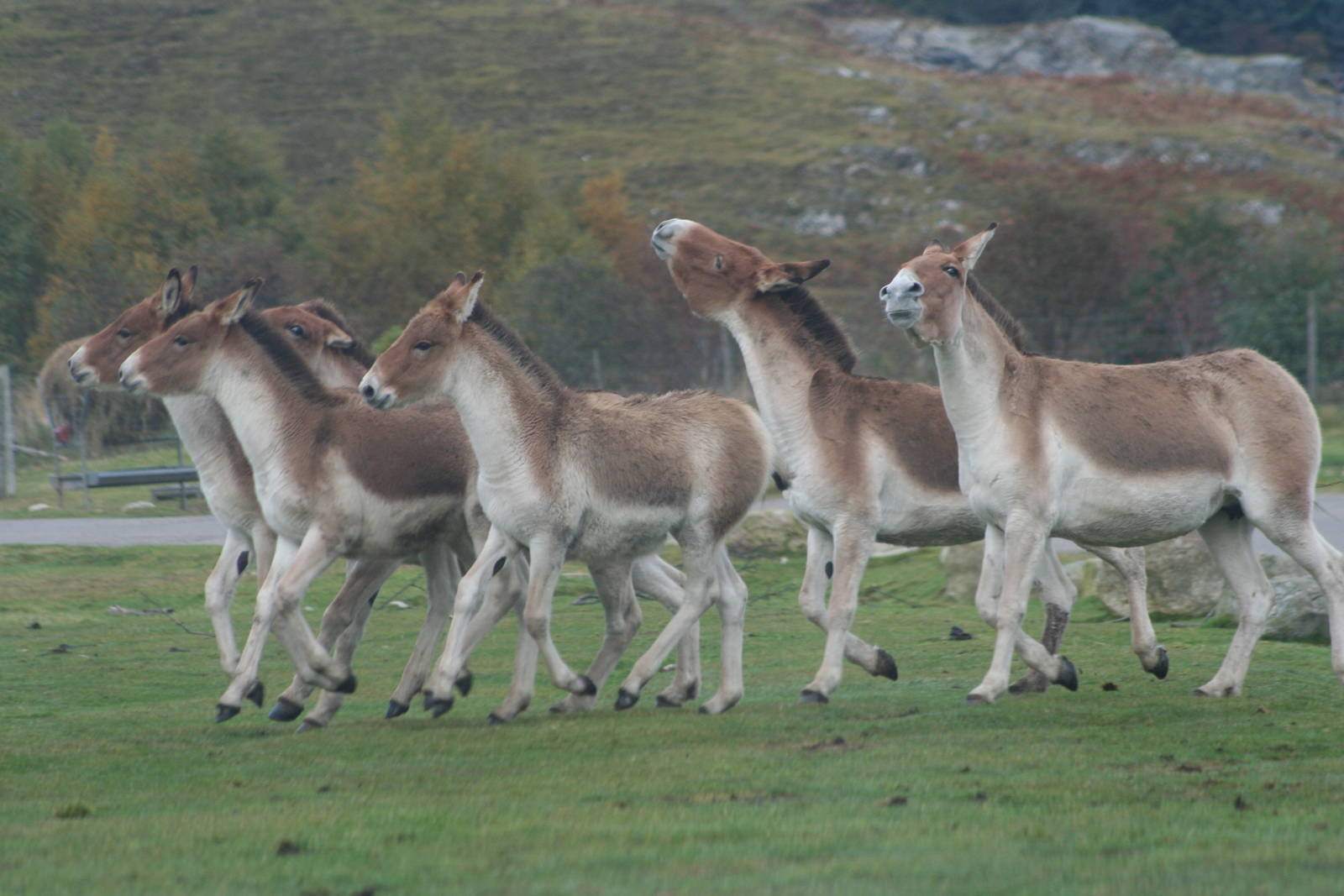 Kiangs @ Highland Wildlife Park, 16.10.2012